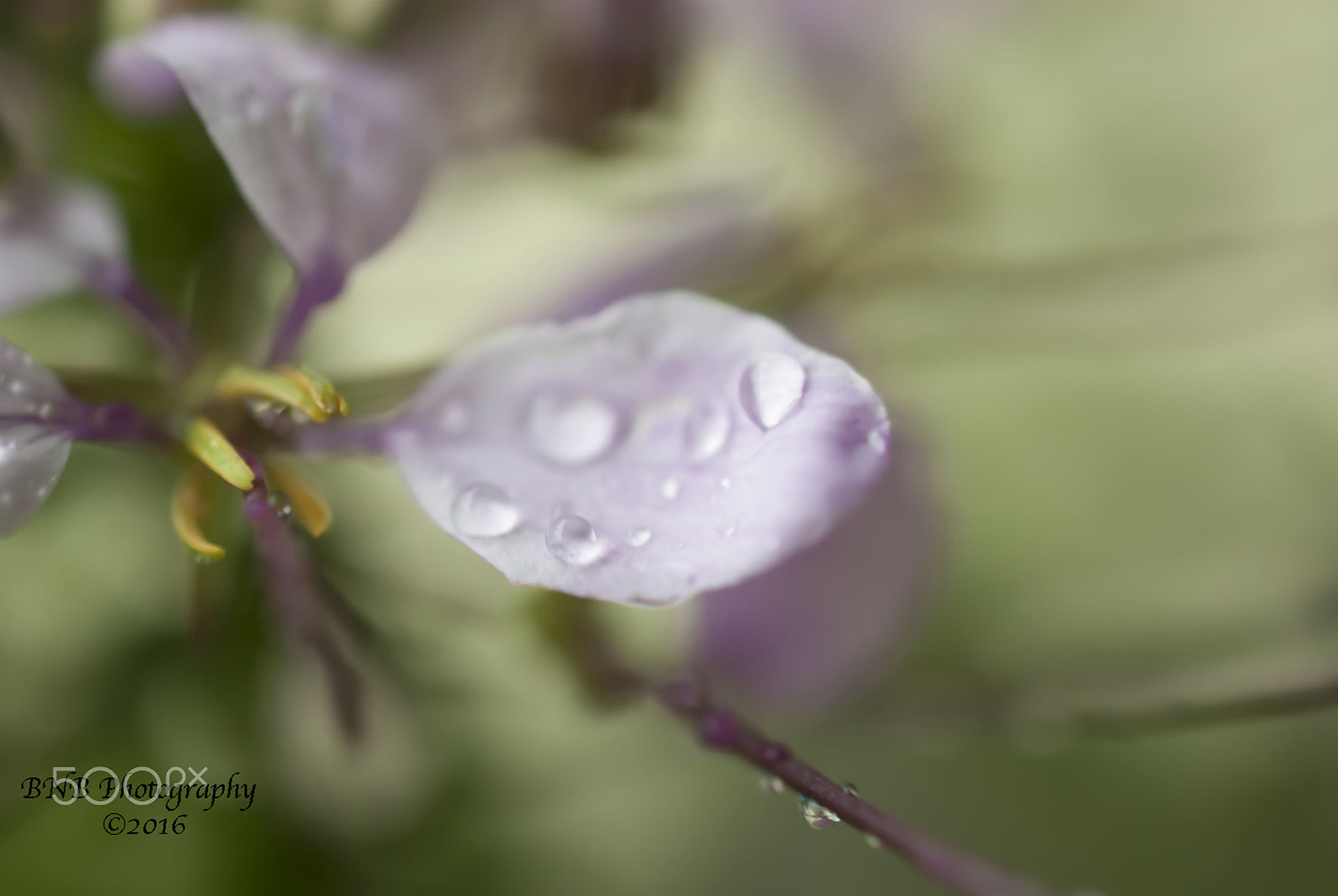 Nikon AF-S DX Micro Nikkor 40mm F2.8 sample photo. Nourishment photography