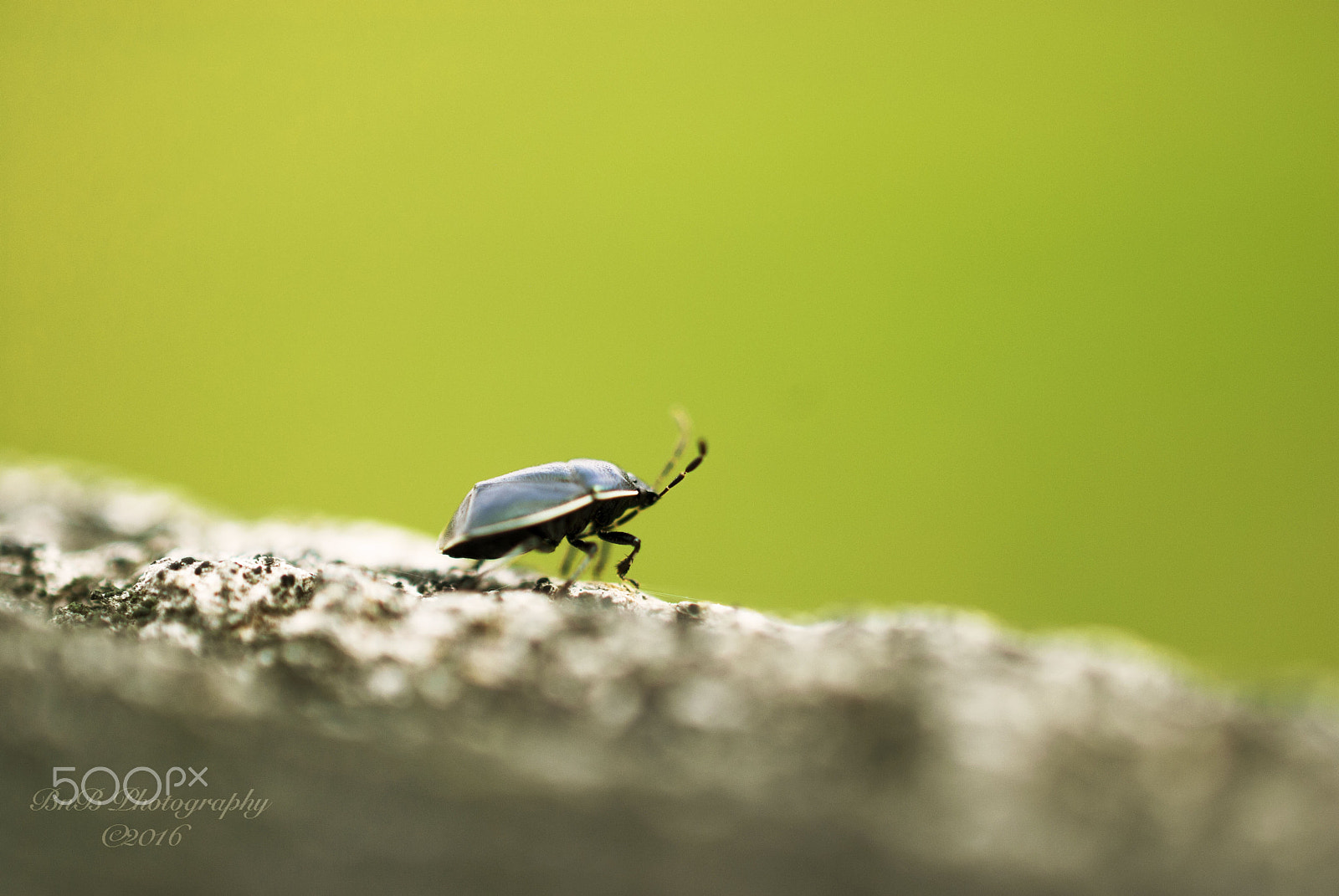 Nikon AF-S DX Micro Nikkor 40mm F2.8 sample photo. Steppingout photography