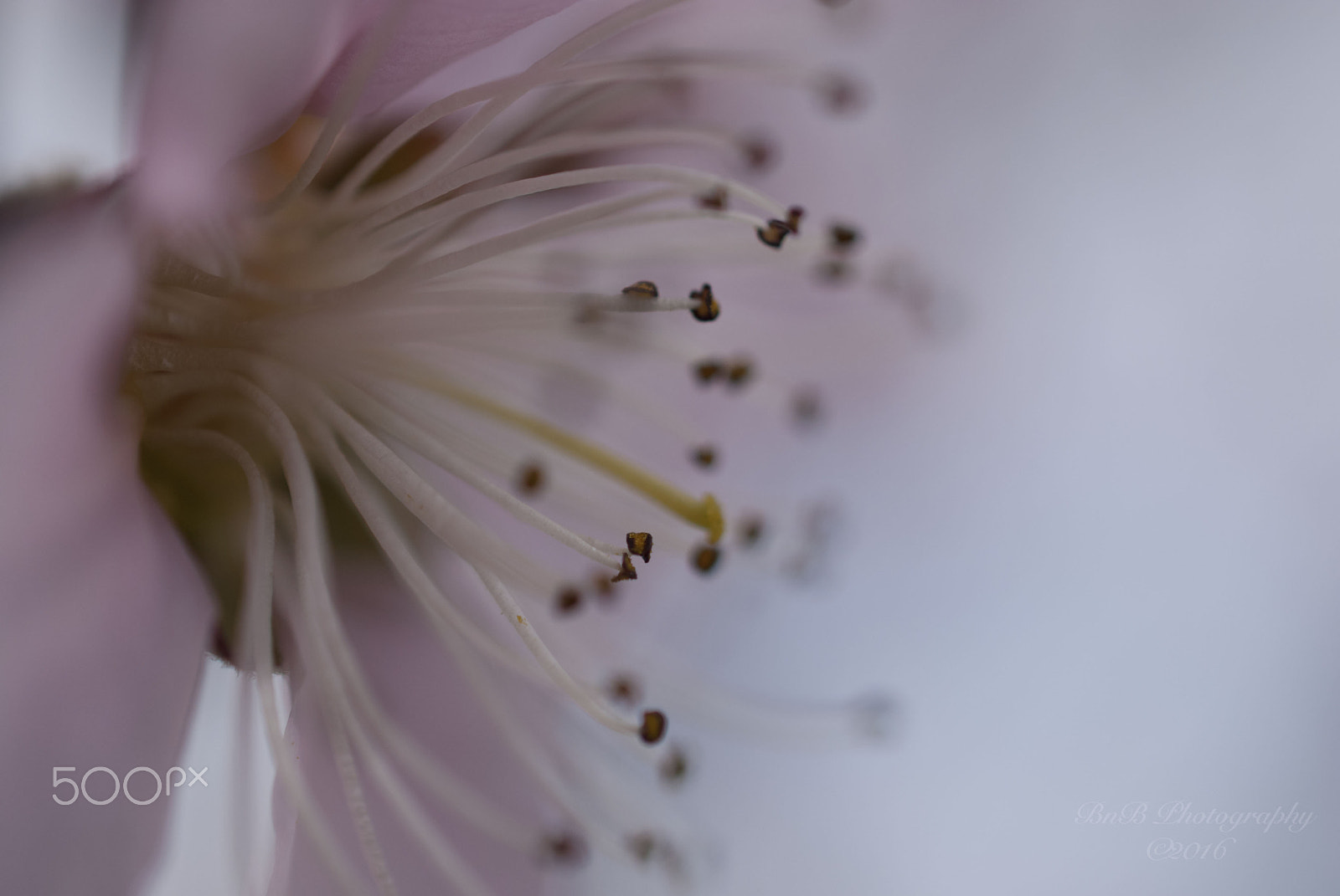 Nikon AF-S DX Micro Nikkor 40mm F2.8 sample photo. Tentacles photography