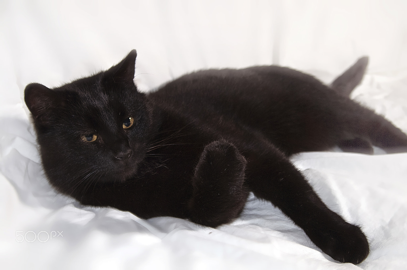 smc PENTAX-FA J 18-35mm F4-5.6 AL sample photo. Le pa-chat noir ! photography