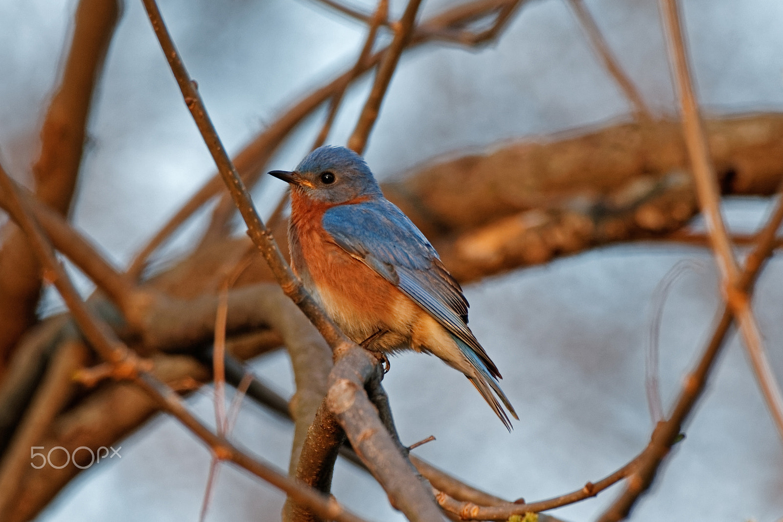 Canon EOS 600D (Rebel EOS T3i / EOS Kiss X5) + Tamron SP 150-600mm F5-6.3 Di VC USD sample photo. Eastern bluebird in the branches photography