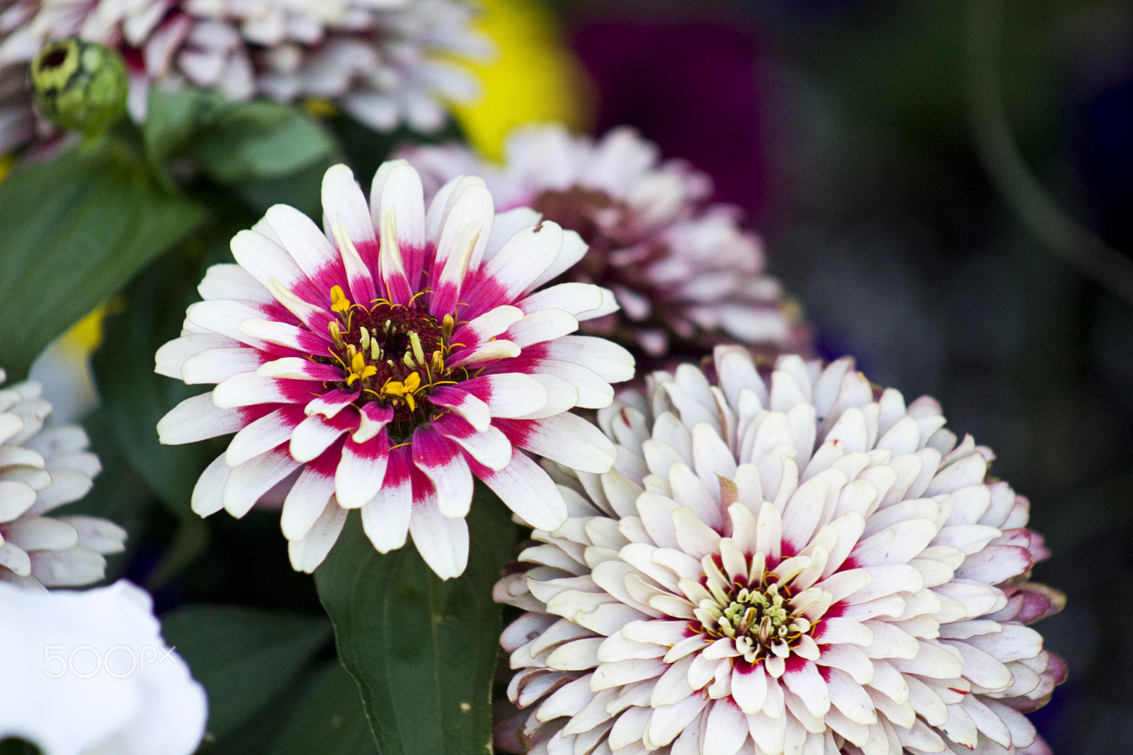 Canon EF 75-300mm f/4-5.6 USM sample photo. White and purple photography