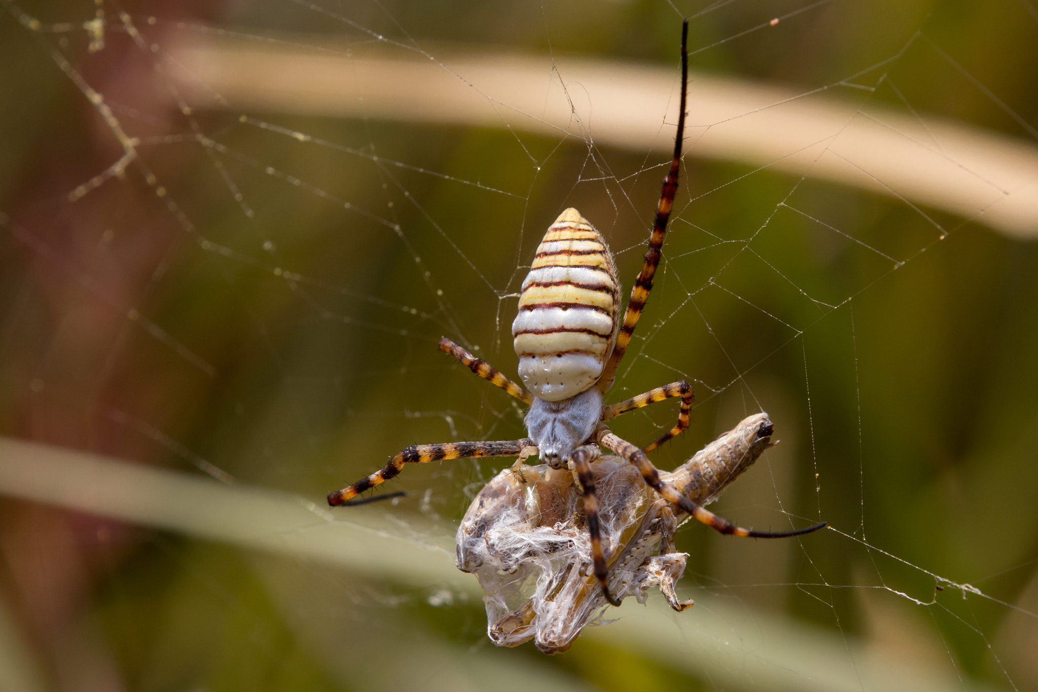 Canon EOS 60D + Tamron SP AF 180mm F3.5 Di LD (IF) Macro sample photo. Spider eating photography