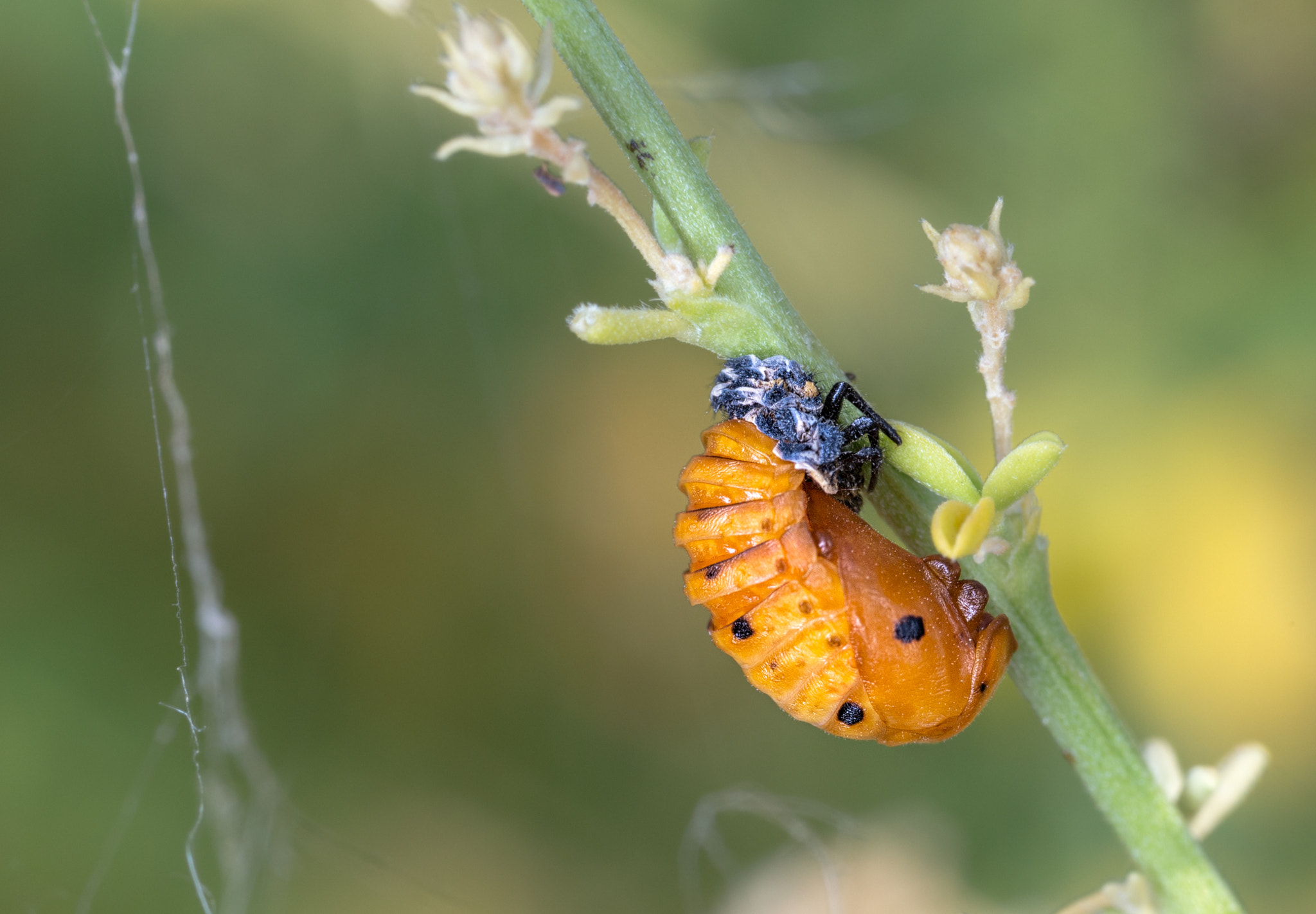 Canon MP-E 65mm F2.5 1-5x Macro Photo sample photo. Ladybug pupa photography