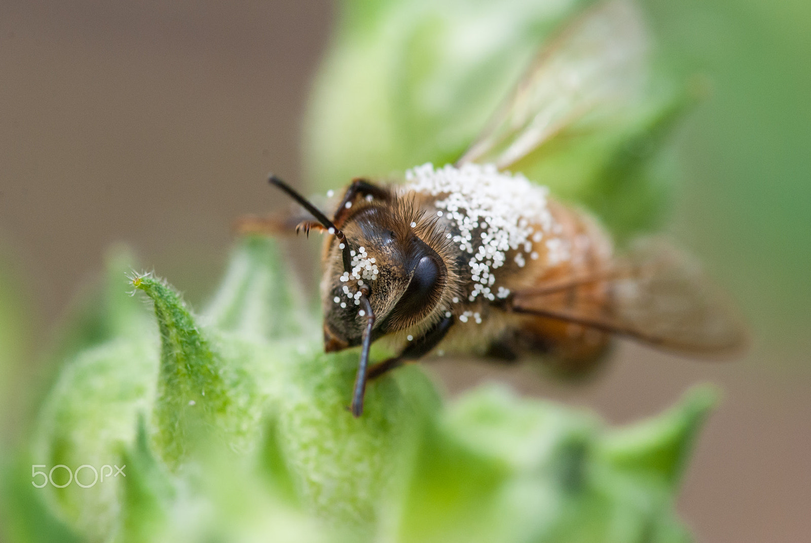 Sigma 105mm F2.8 EX DG OS HSM sample photo. Bee photography