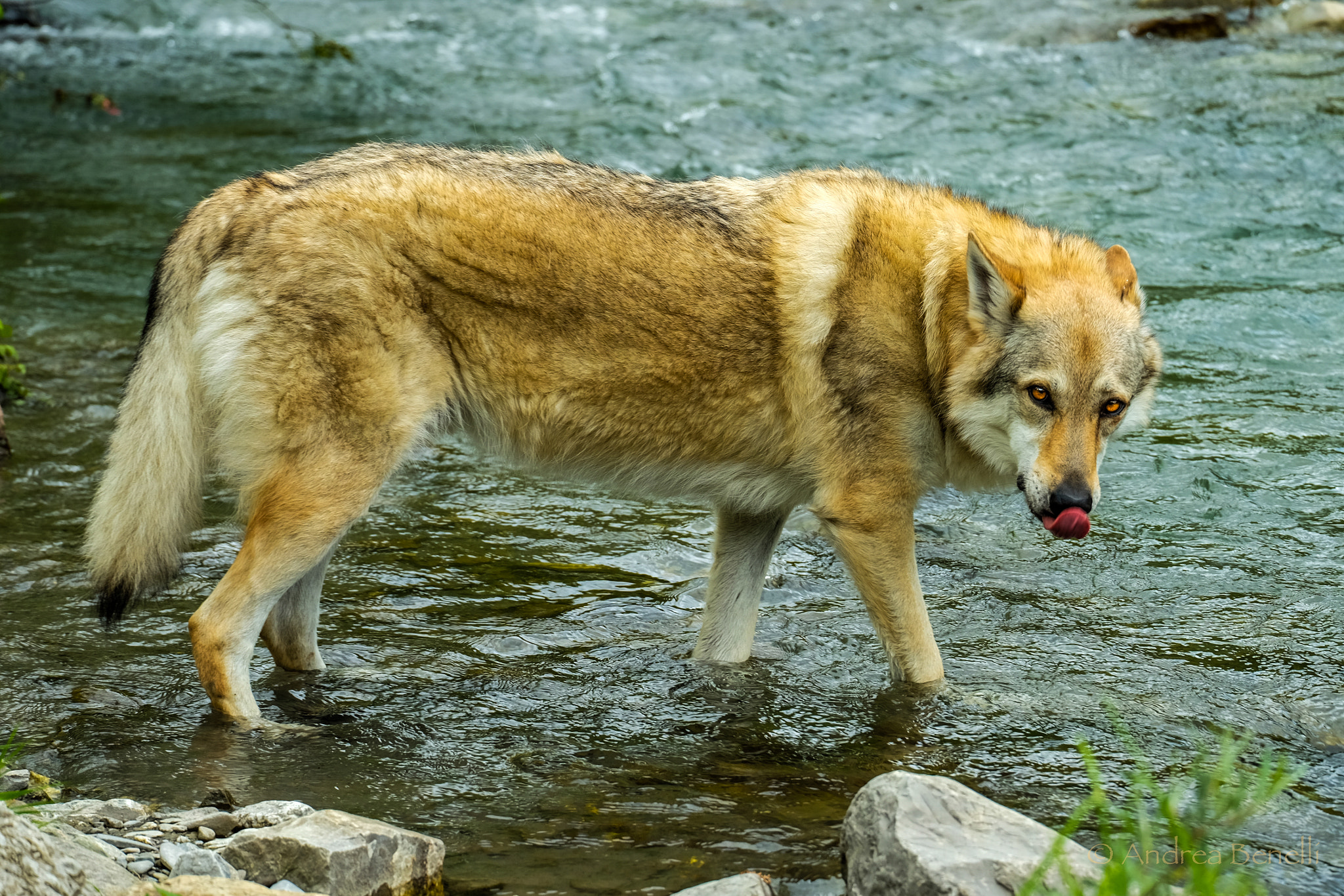 Fujifilm X-E2 + Fujifilm XC 50-230mm F4.5-6.7 OIS sample photo. Wolf prayer photography