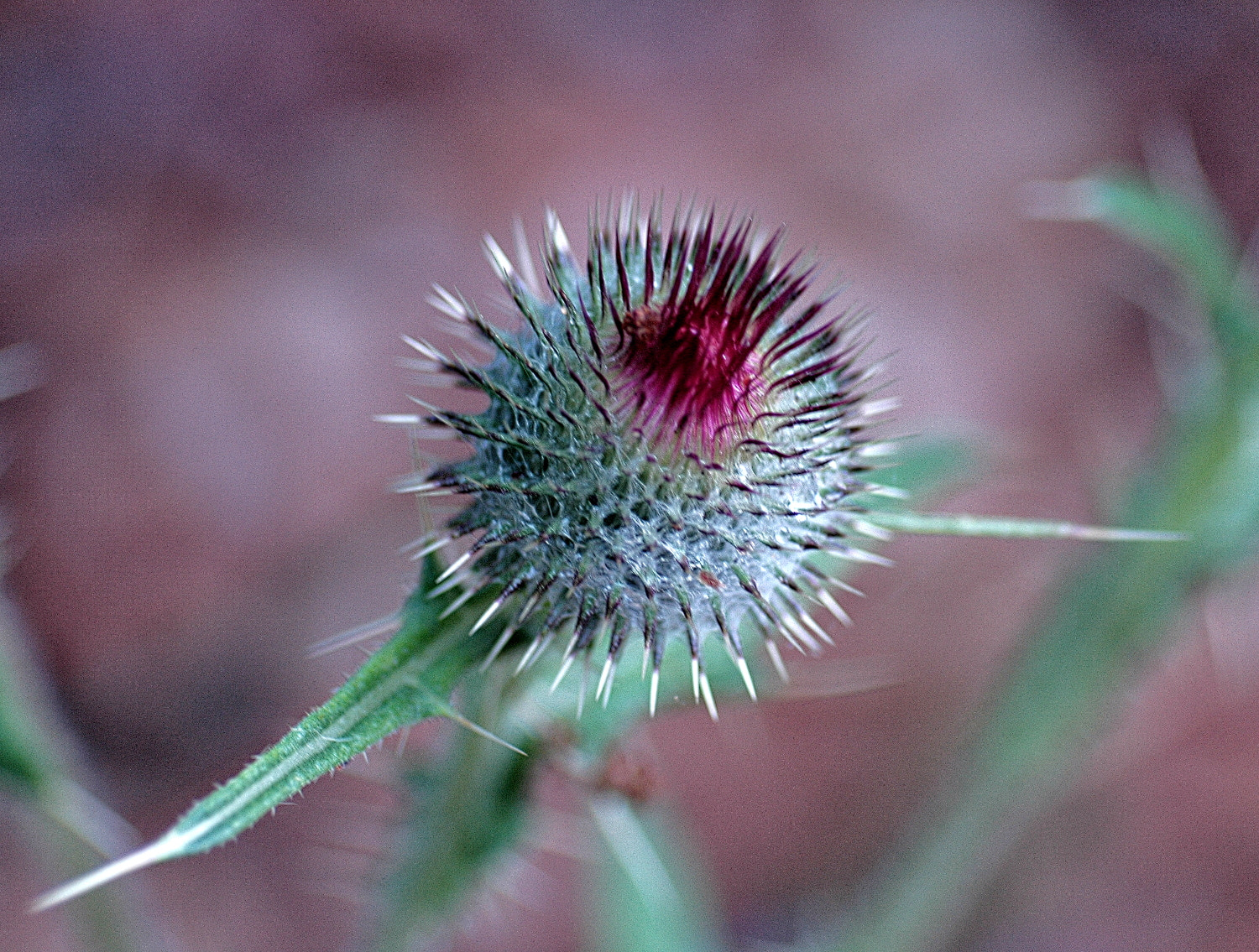 Nikon D70s + Sigma Macro 90mm F2.8 sample photo. A photography