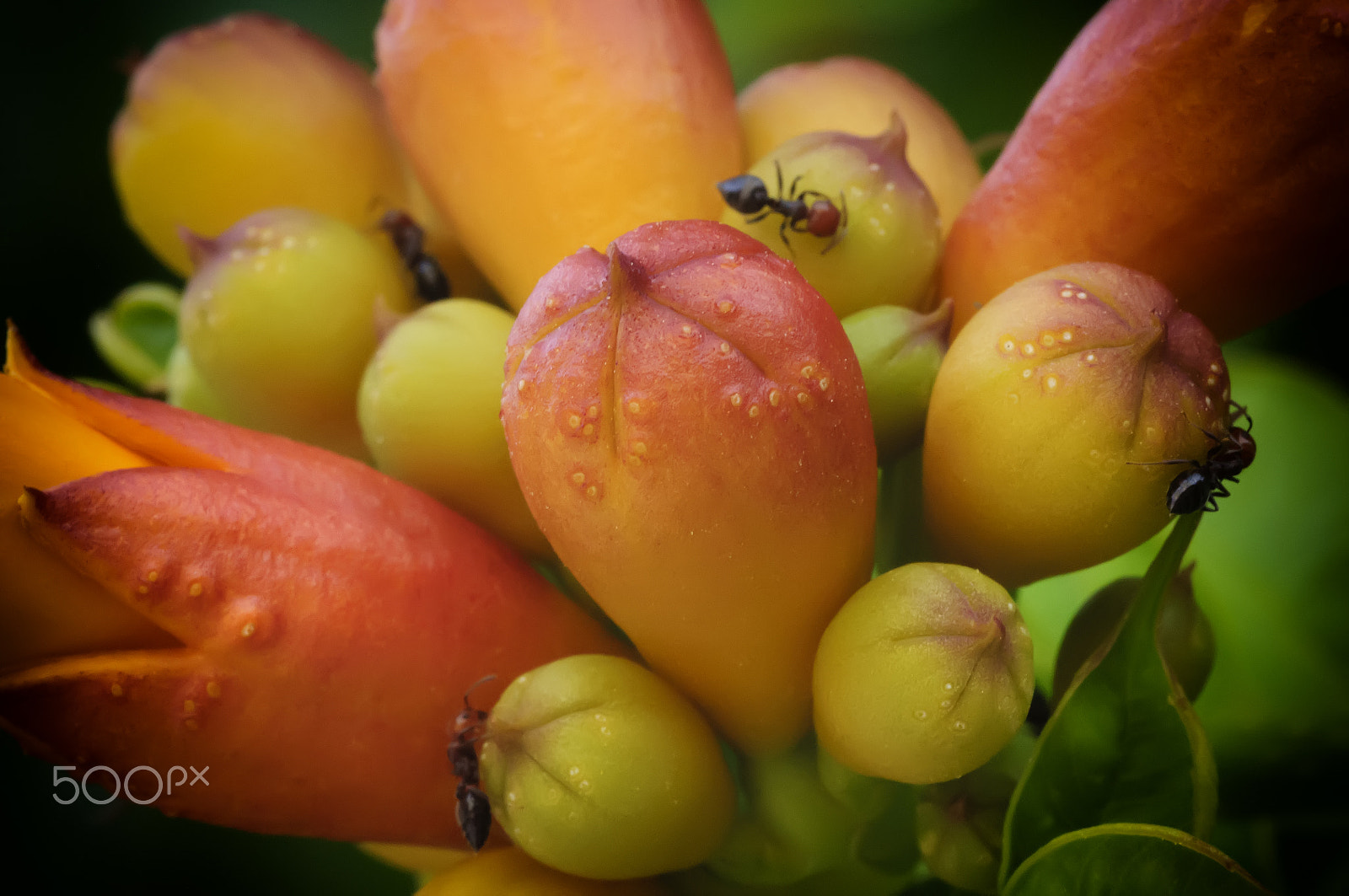 Sigma 150mm F2.8 EX DG OS Macro HSM sample photo. Close up photography