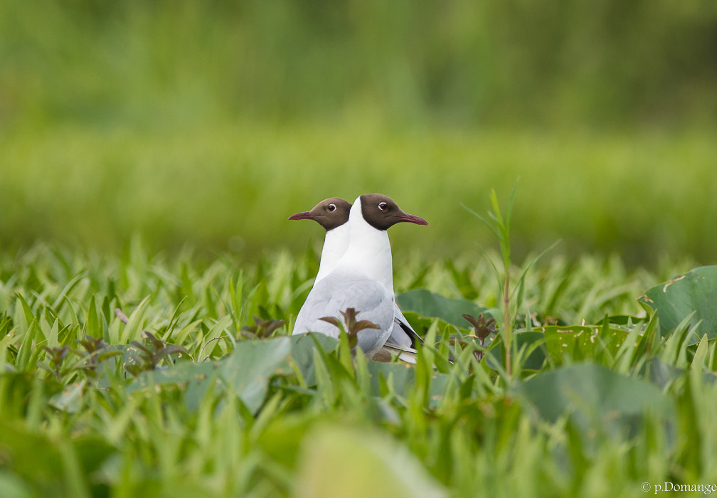 Nikon AF-S Nikkor 300mm F2.8G ED VR II sample photo. Mouette rieuse photography
