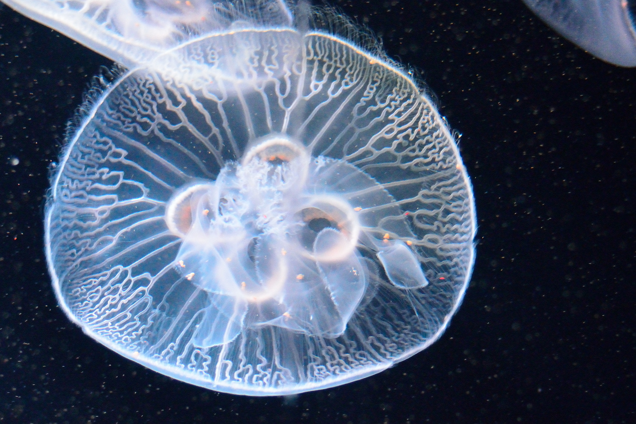 AF Zoom-Nikkor 28-80mm f/3.5-5.6D sample photo. Jellyfish photography