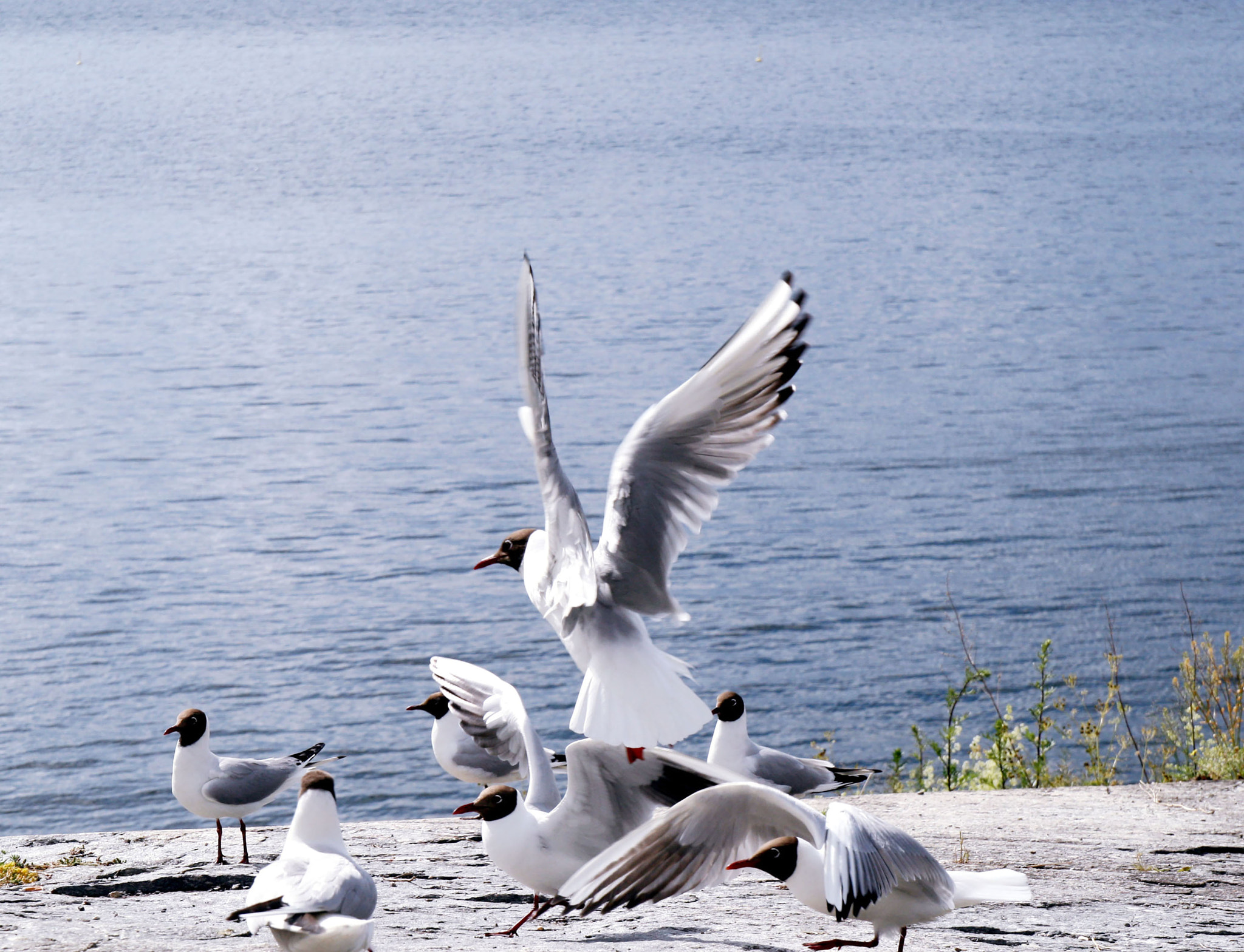 Canon EOS 400D (EOS Digital Rebel XTi / EOS Kiss Digital X) sample photo. Seagulls photography