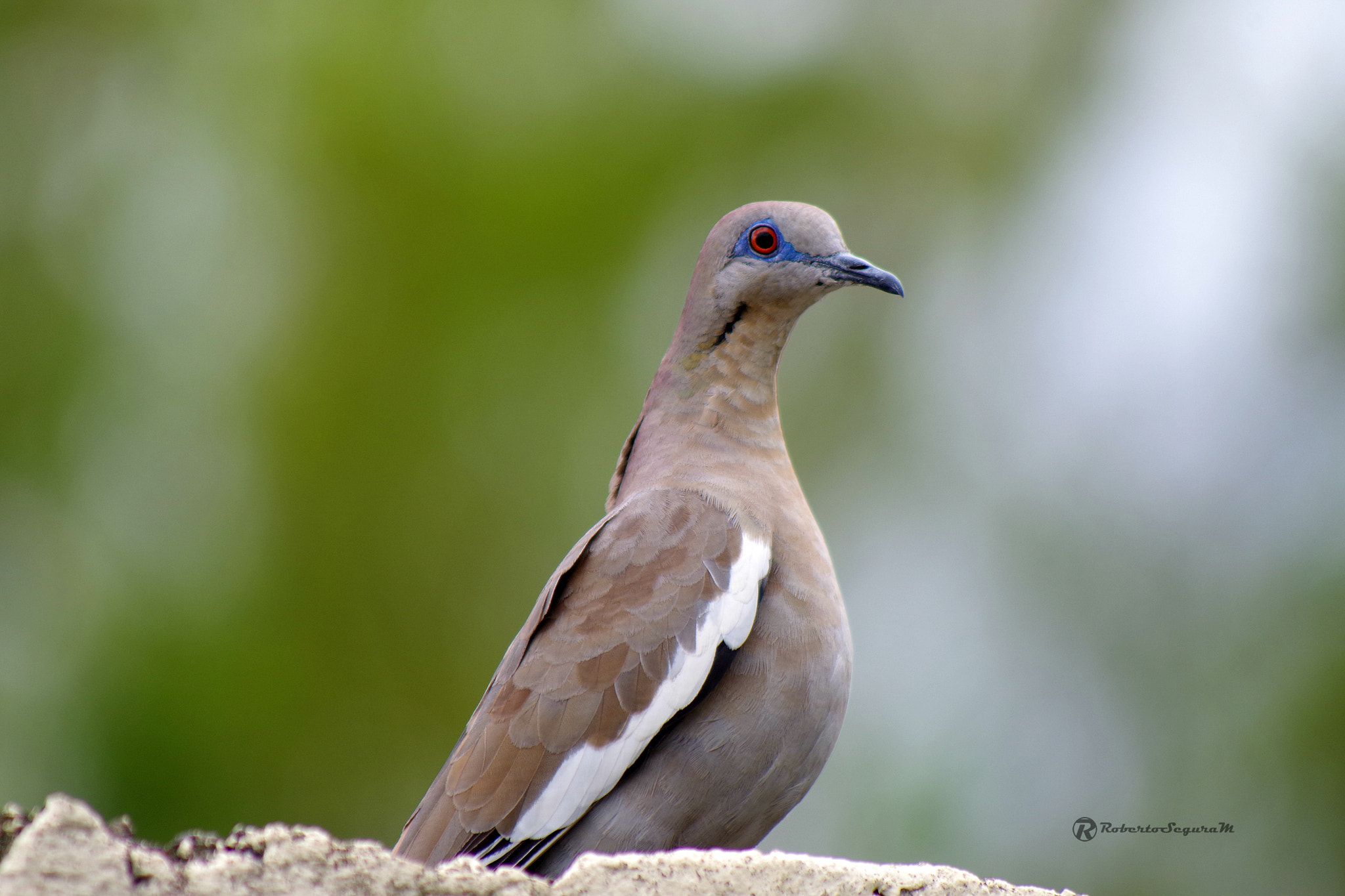 Pentax K-S2 sample photo. White winged dove photography