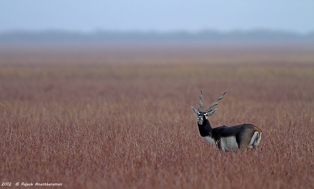 Canon EF 300mm F2.8L IS USM sample photo. The buck photography
