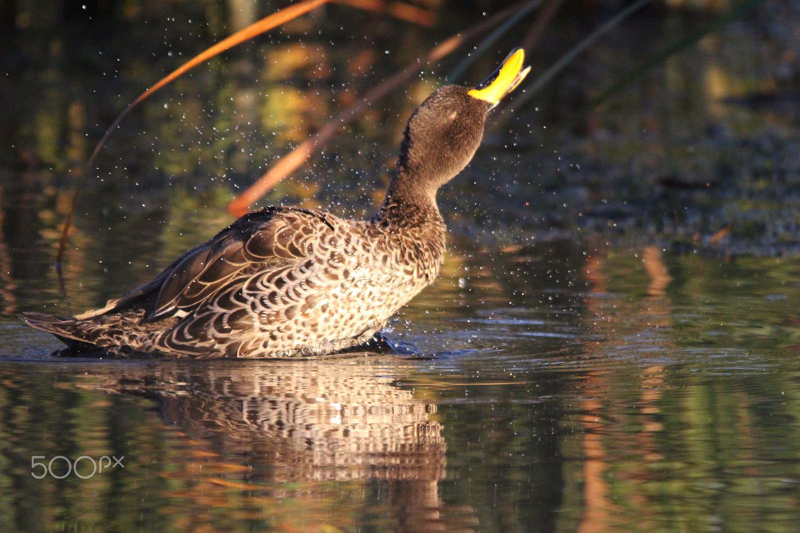 Sigma 150-500mm F5-6.3 DG OS HSM sample photo. Shaking feathers photography