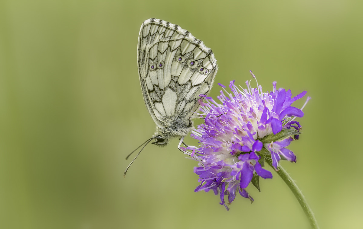 Canon EF 180mm F3.5L Macro USM sample photo. Schachbrettfalter photography