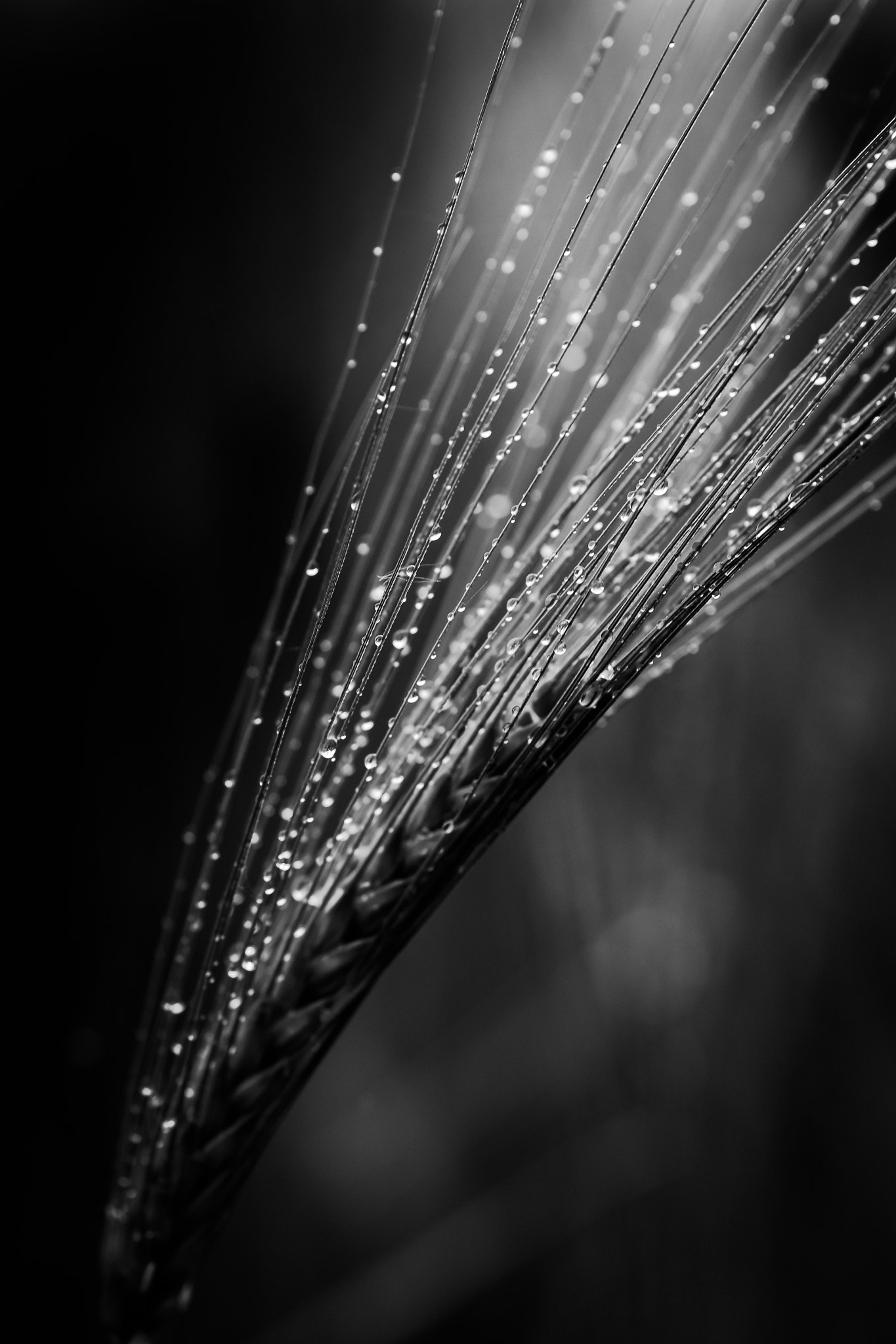 Fujifilm X-Pro1 + Fujifilm XF 90mm F2 R LM WR sample photo. Ooo photography