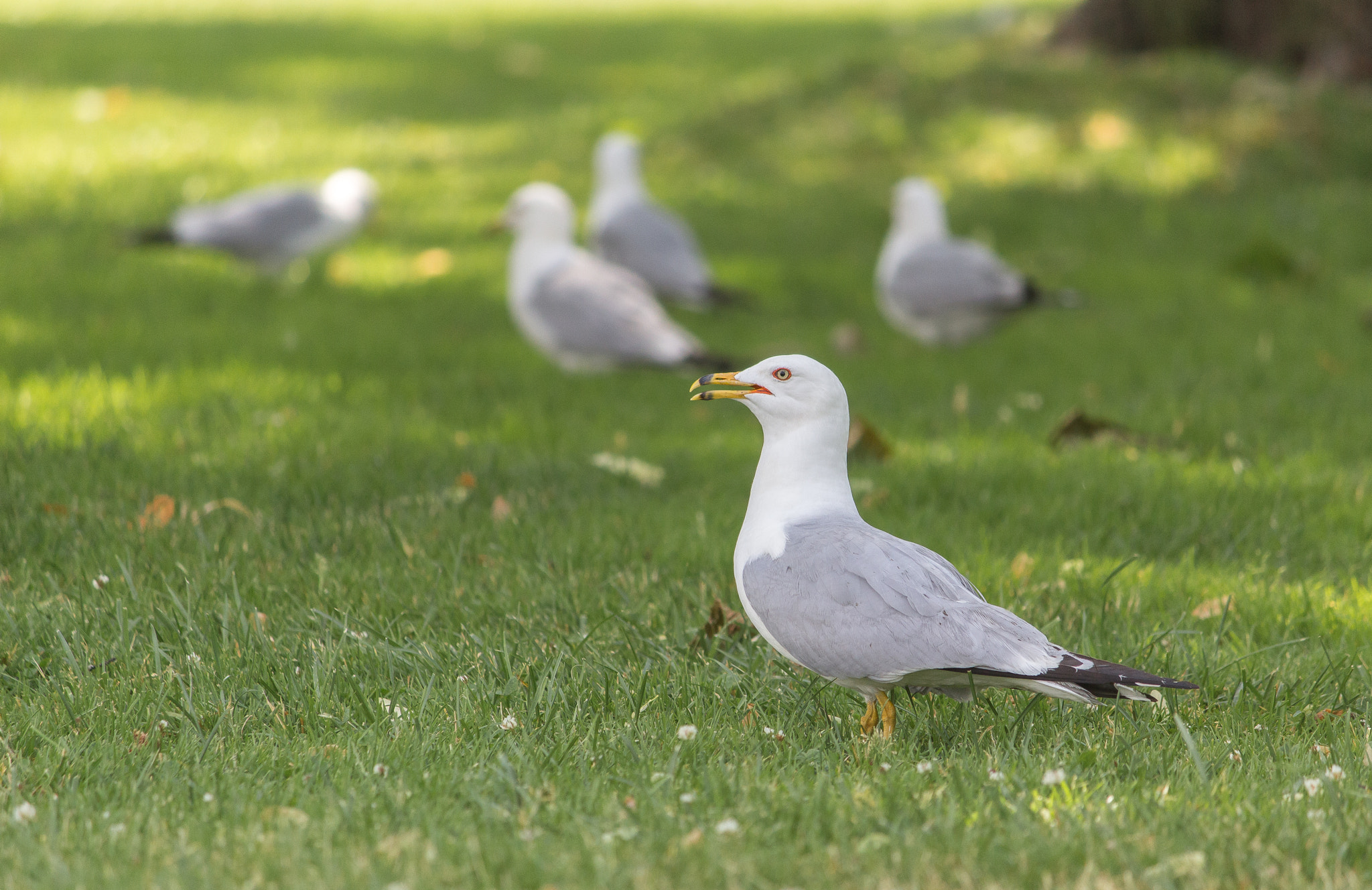 Canon EOS 100D (EOS Rebel SL1 / EOS Kiss X7) sample photo. Canadian bird | toronto | ontario photography