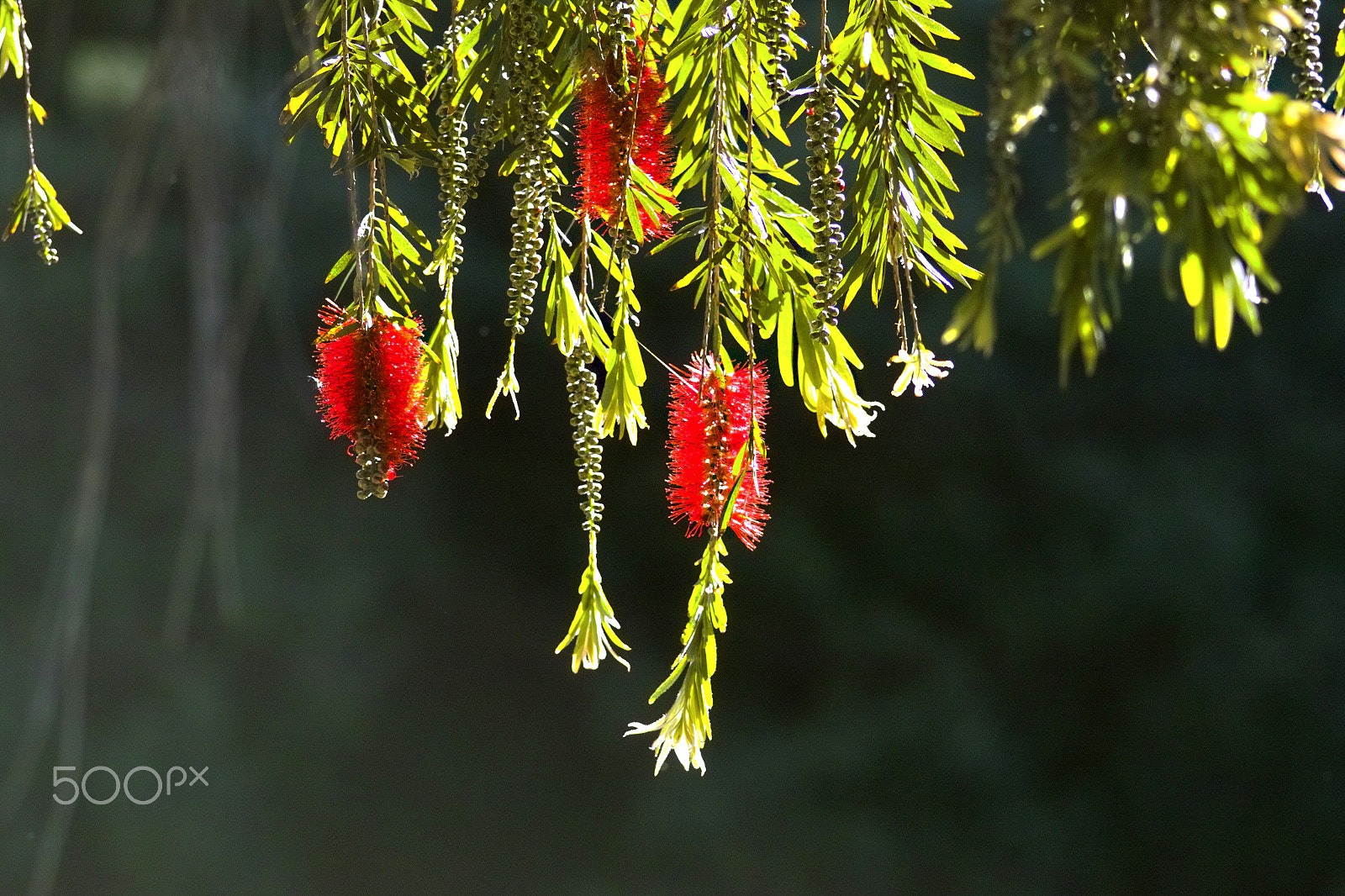 Sigma SD14 sample photo. Callistemon photography