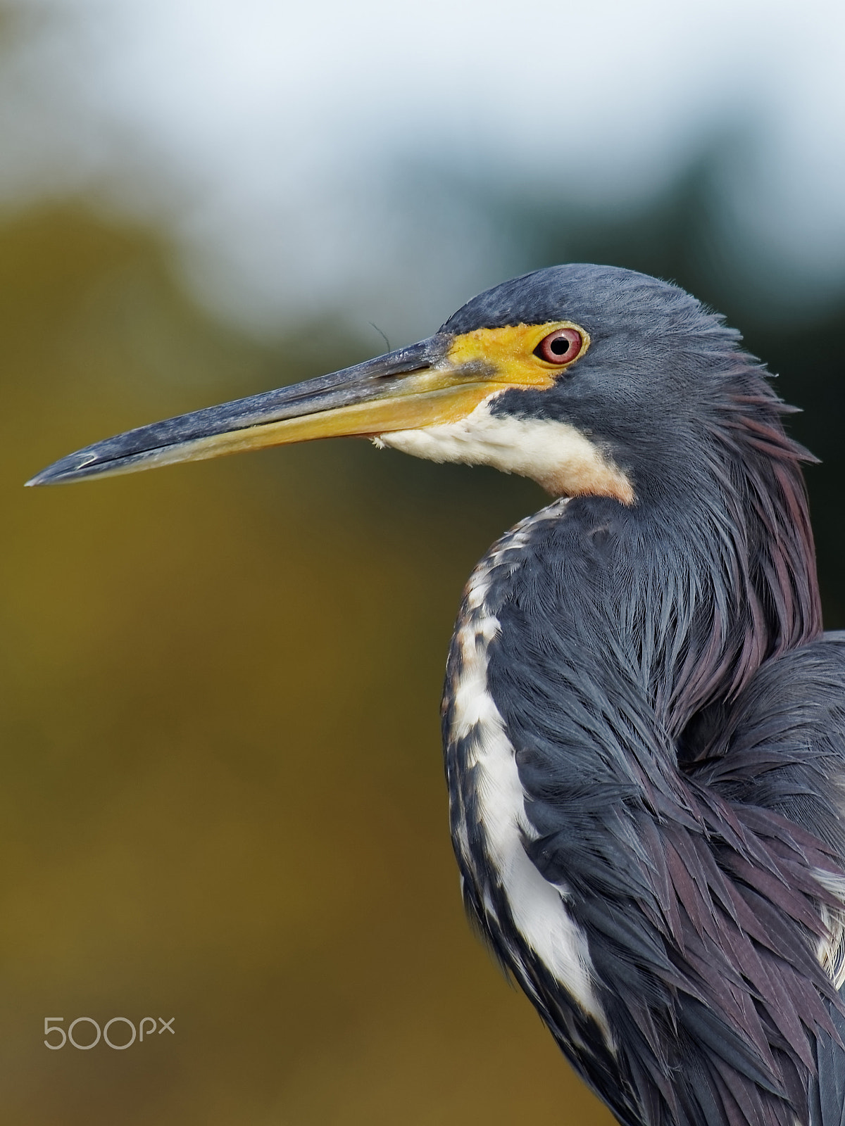 Olympus OM-D E-M10 sample photo. Profile of tricolored heron photography