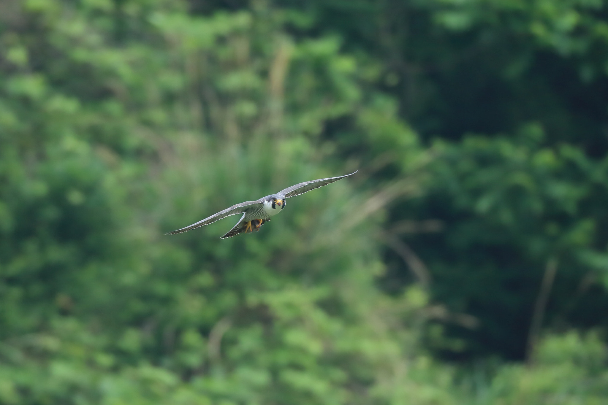 Canon EF 800mm F5.6L IS USM sample photo. ハヤブサ 狩り− photography