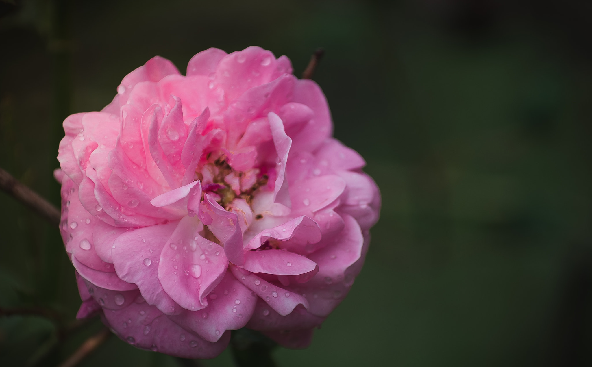 Pentax K-5 IIs sample photo. После дождя photography