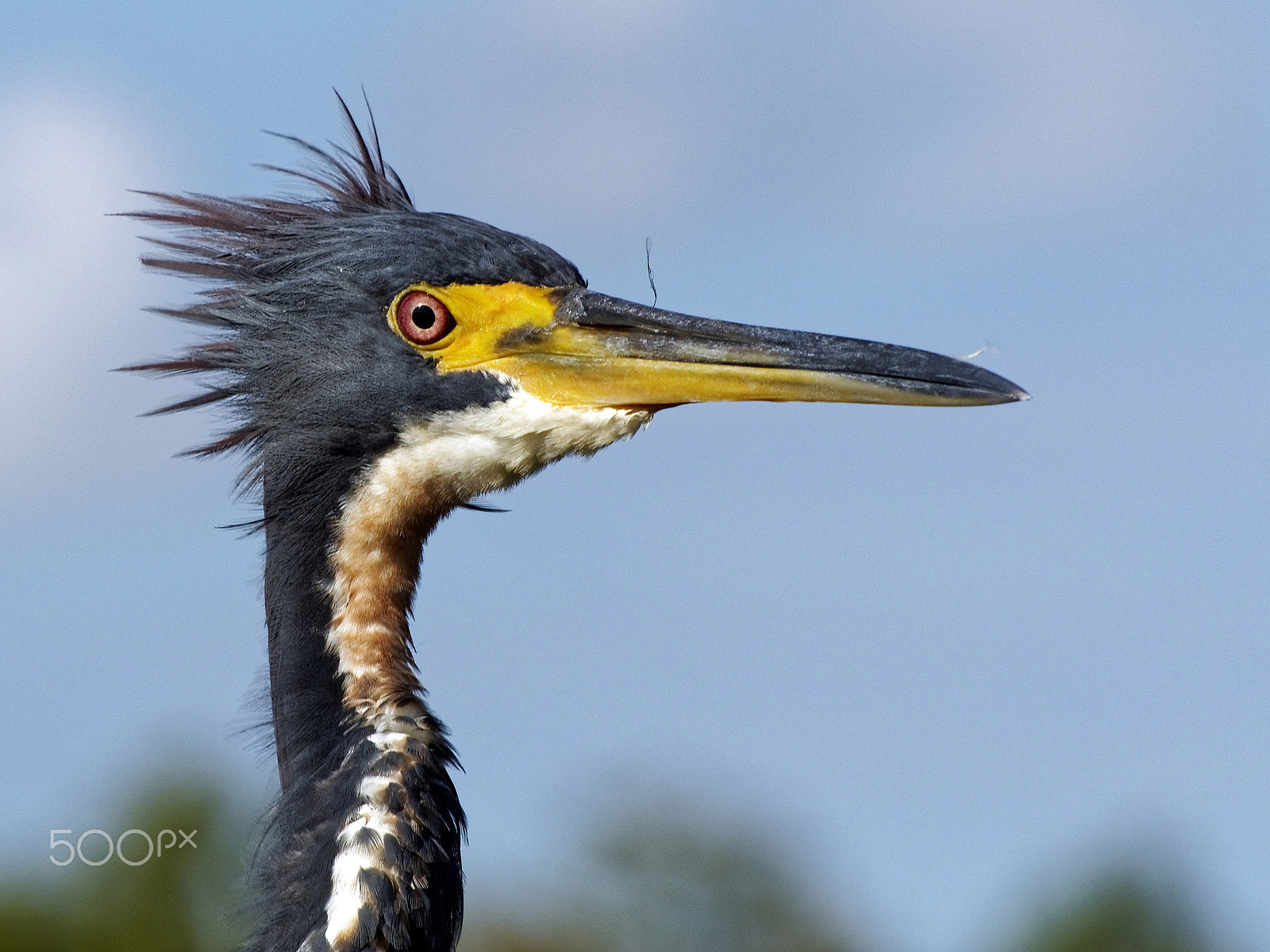 Olympus OM-D E-M10 sample photo. Punk rock look - ruffled tricolored heron photography
