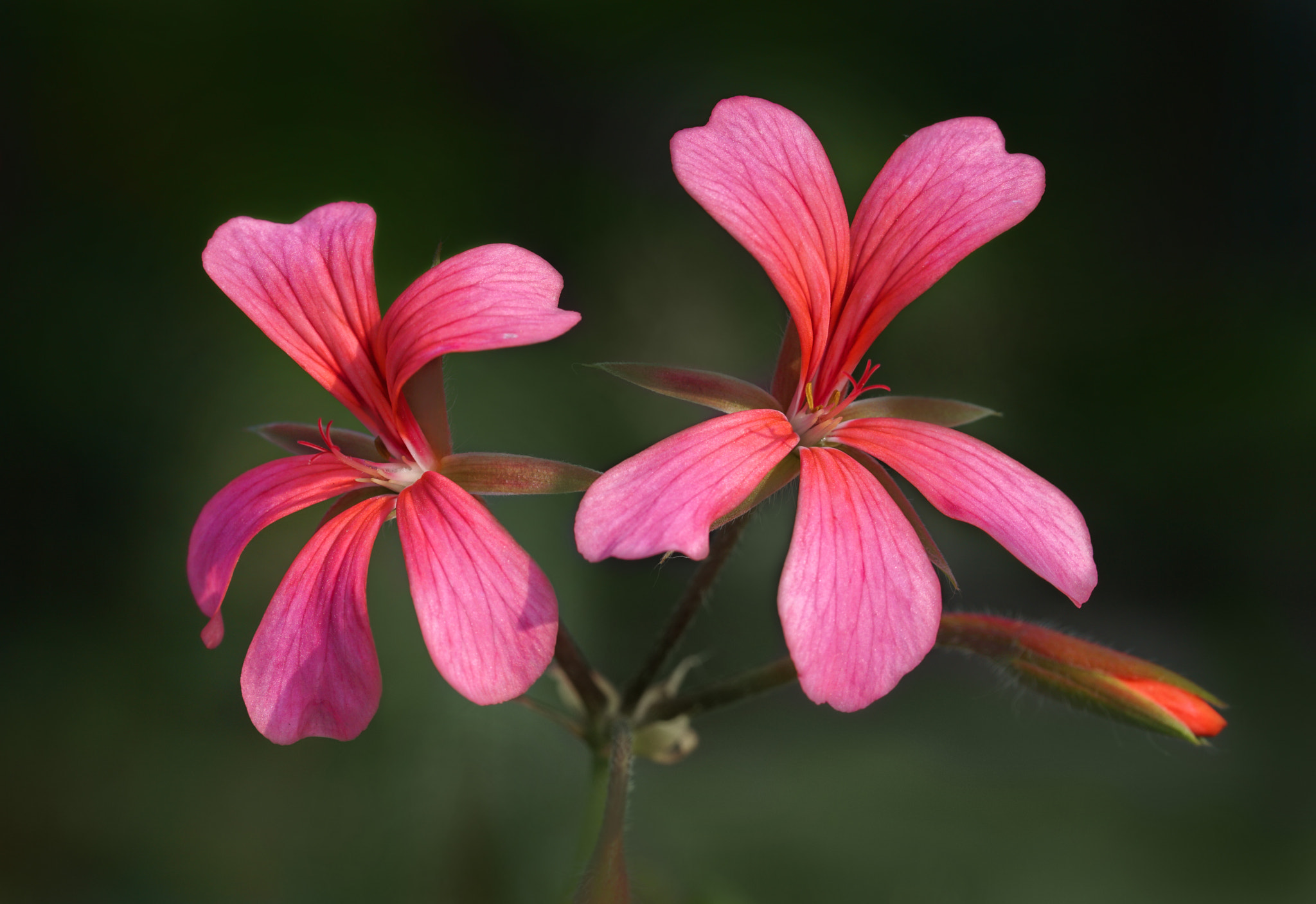 Sony a5100 + Sony FE 90mm F2.8 Macro G OSS sample photo. Pink photography