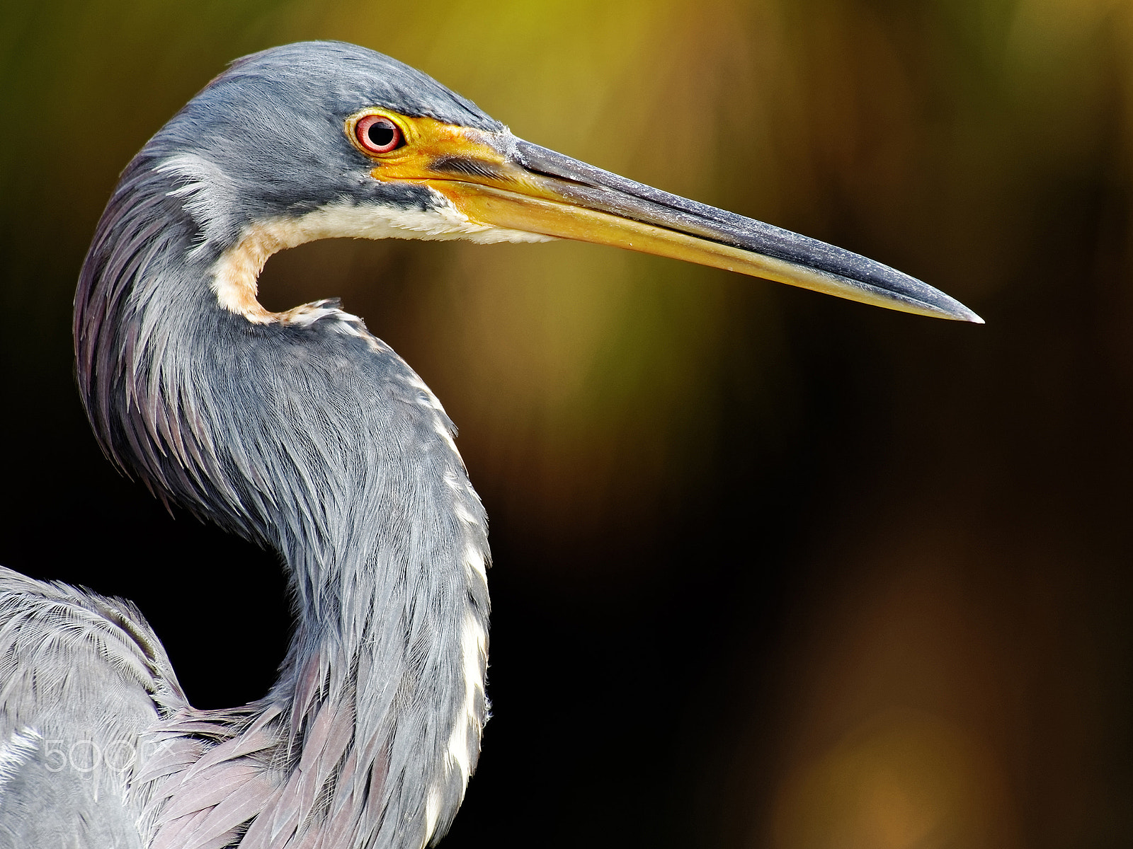 Olympus OM-D E-M10 sample photo. Portrait of a tricolored heron photography