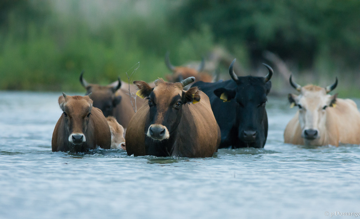 Nikon AF-S Nikkor 300mm F2.8G ED VR II sample photo. Vaches photography