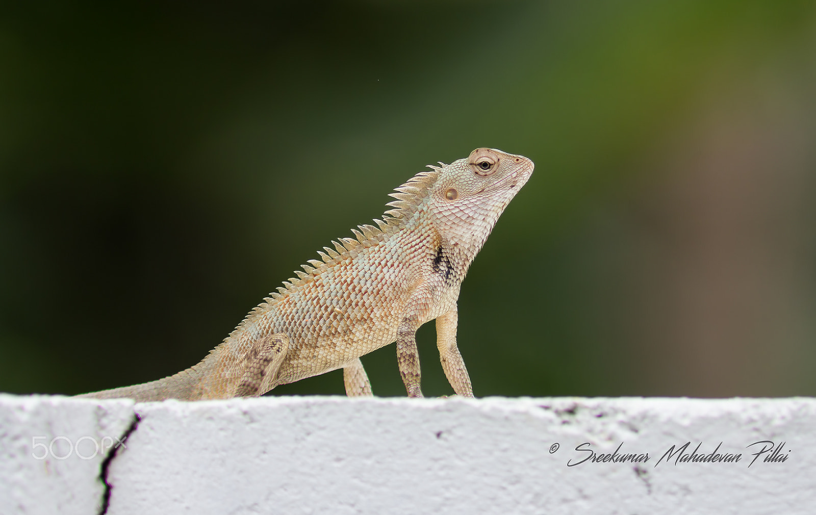 Canon EF 300mm F4L IS USM sample photo. Sun bath photography