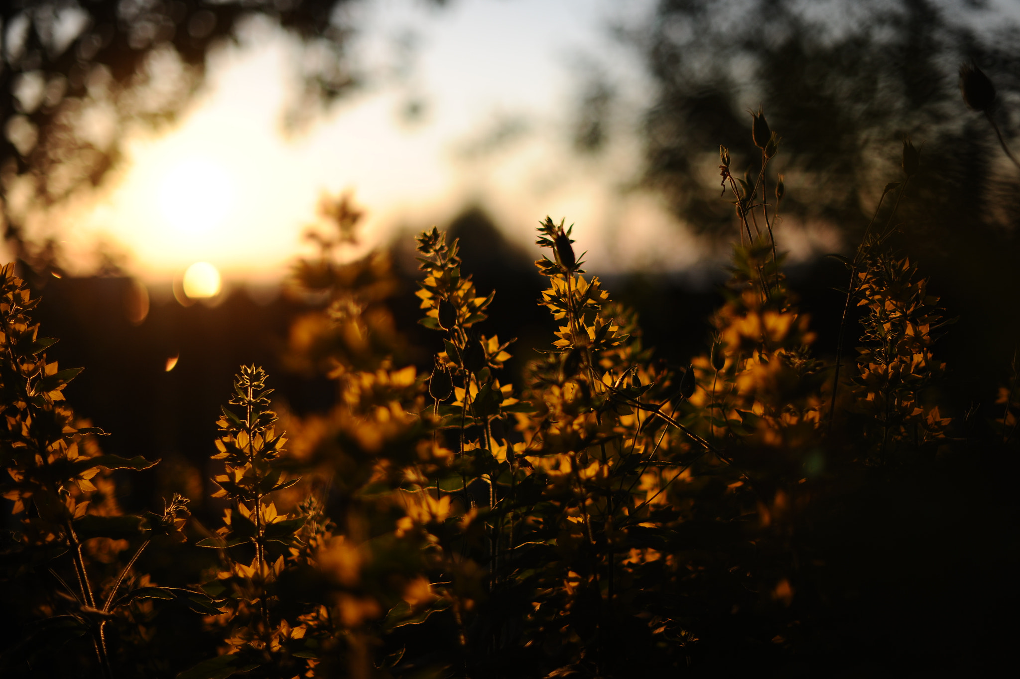 Nikon D3X + Nikon AF-S Nikkor 50mm F1.4G sample photo. Sunset photography