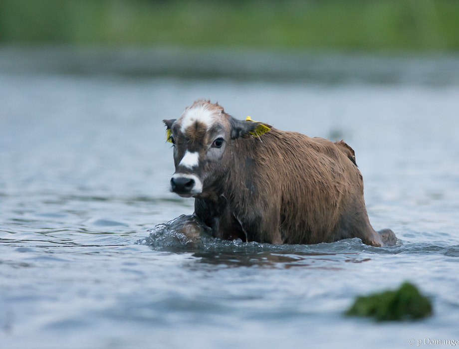 Nikon AF-S Nikkor 300mm F2.8G ED VR II sample photo. Veau photography