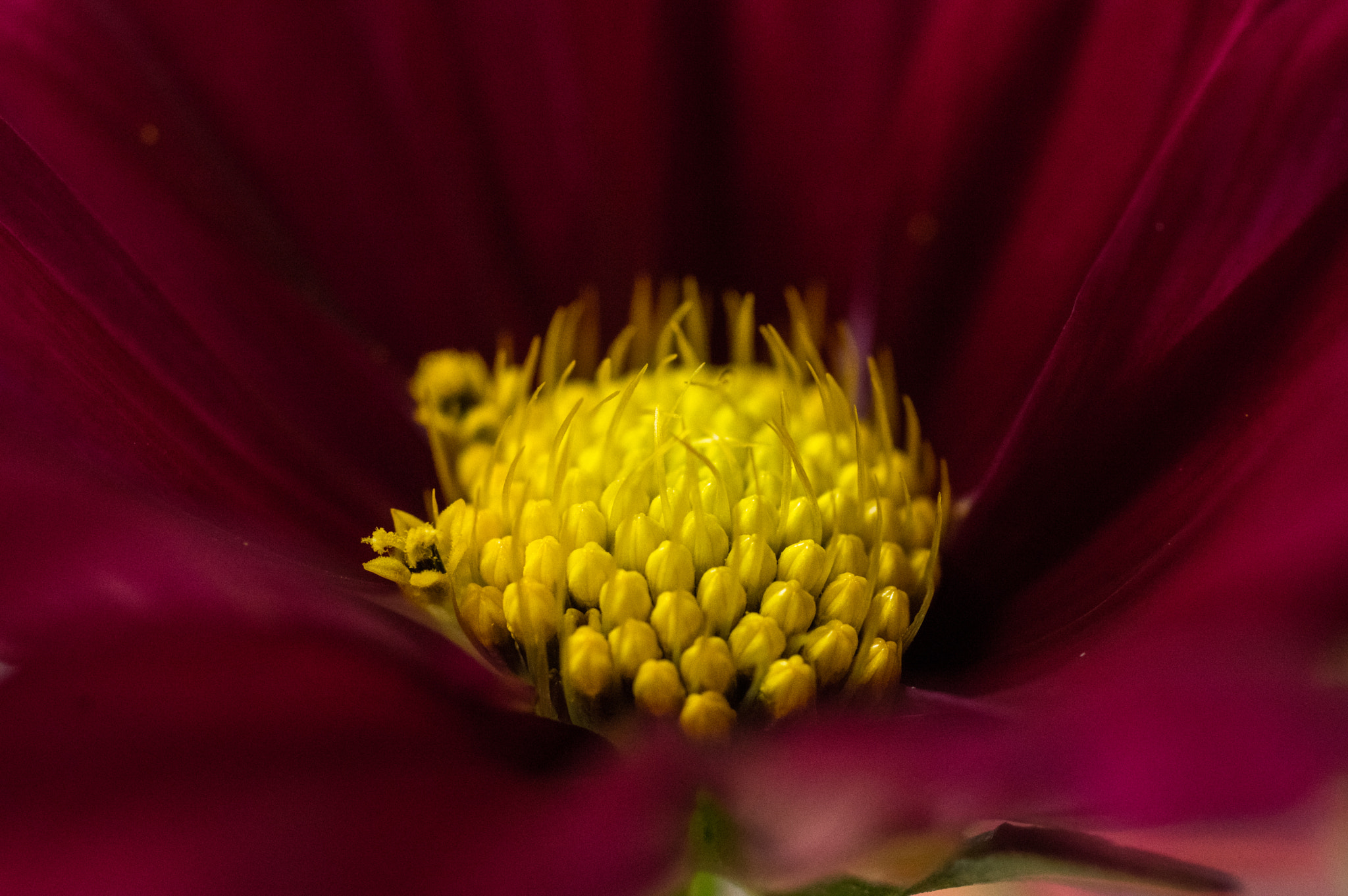 Pentax K-3 + smc PENTAX-FA Macro 50mm F2.8 sample photo. Cosmos 1 photography