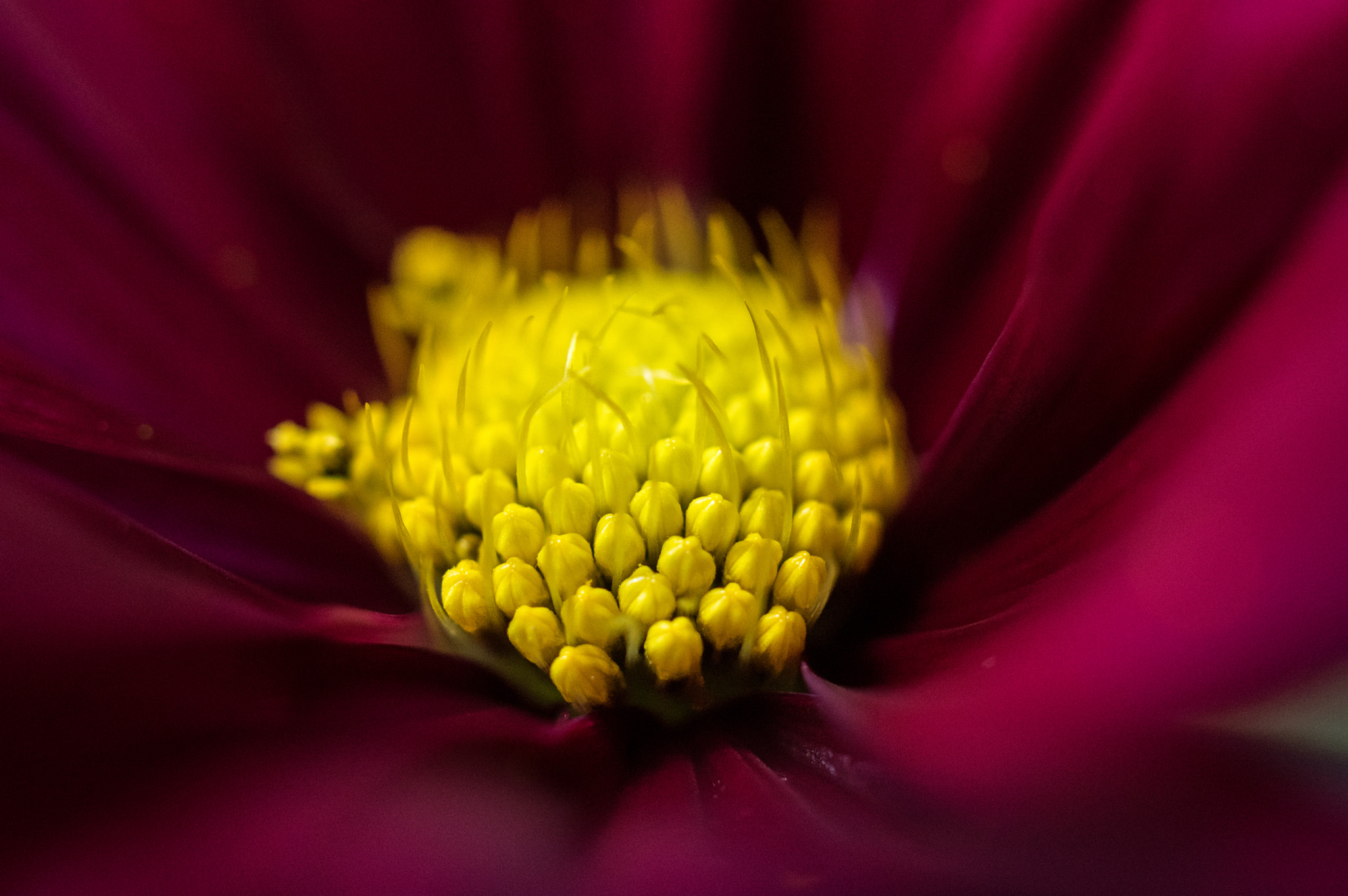 Pentax smc DA 35mm F2.8 Macro Limited sample photo. Cosmos 2 photography