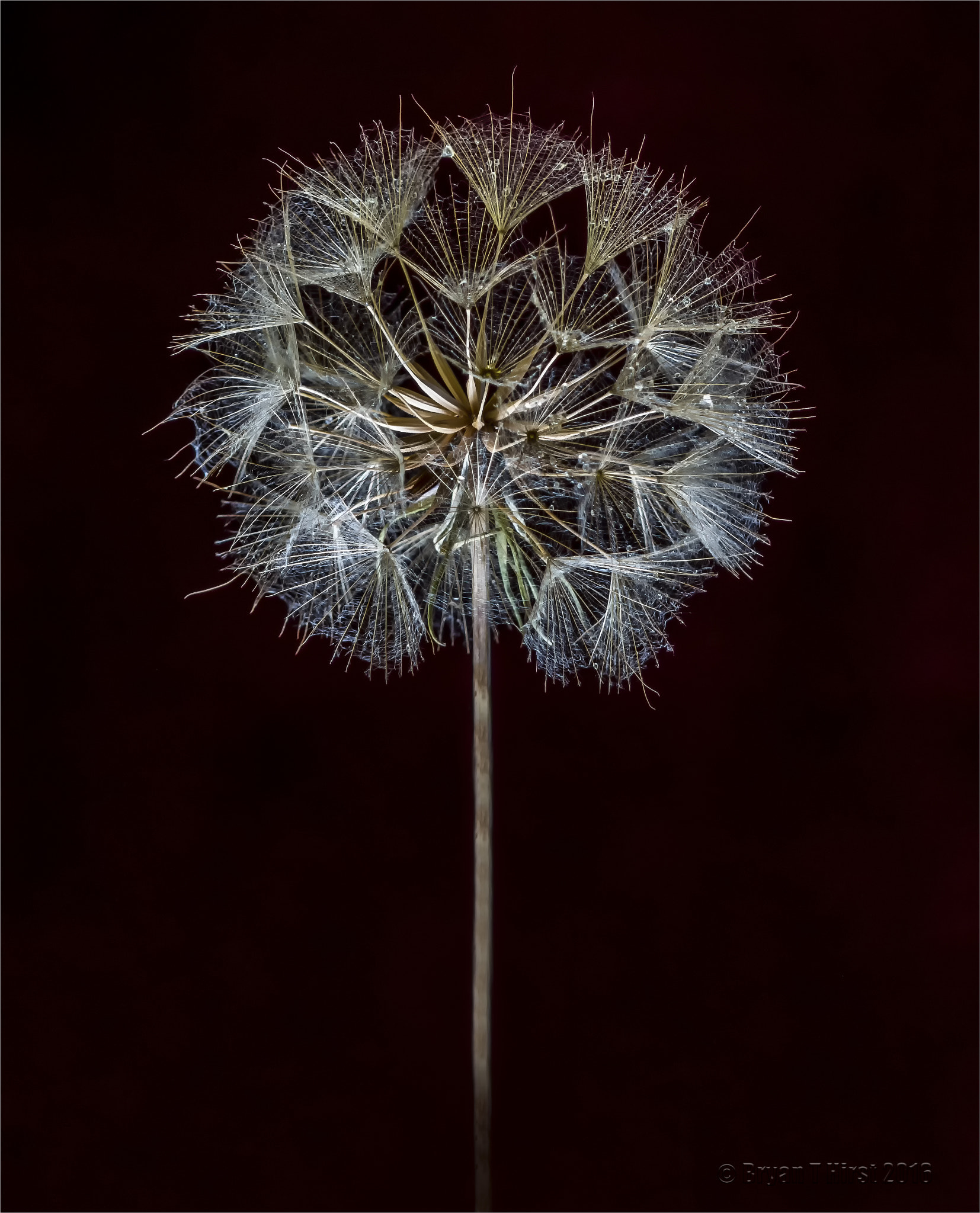 Panasonic DMC-FZ330 sample photo. Dandelion lit from below. photography