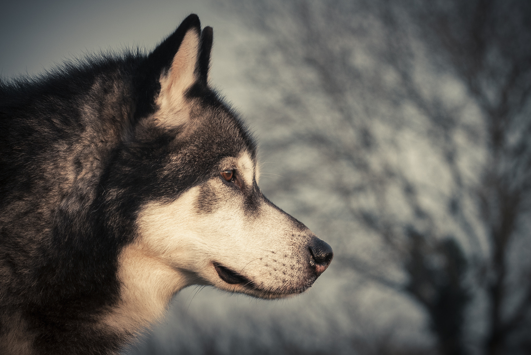 Nikon D200 sample photo. Kendo photography
