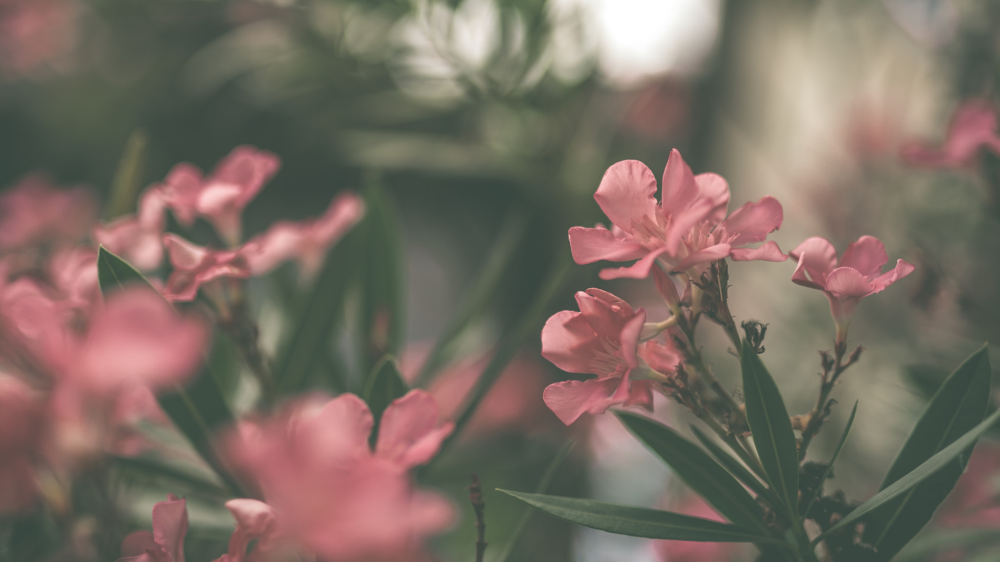 Nikon D700 + Sigma 50mm F1.4 DG HSM Art sample photo. Flower photography