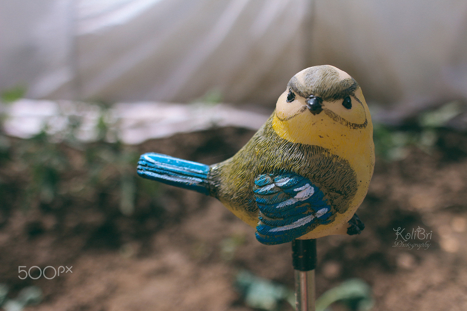 Canon EF 35-80mm f/4-5.6 sample photo. Flashlight bird :) photography