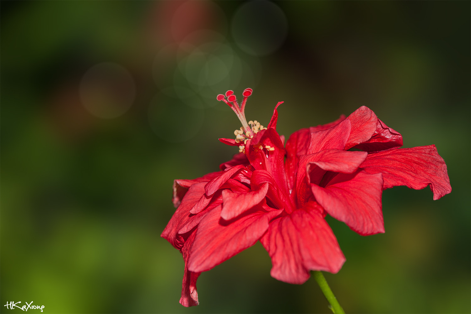 Canon EF-S 60mm F2.8 Macro USM sample photo. China rose 2 photography