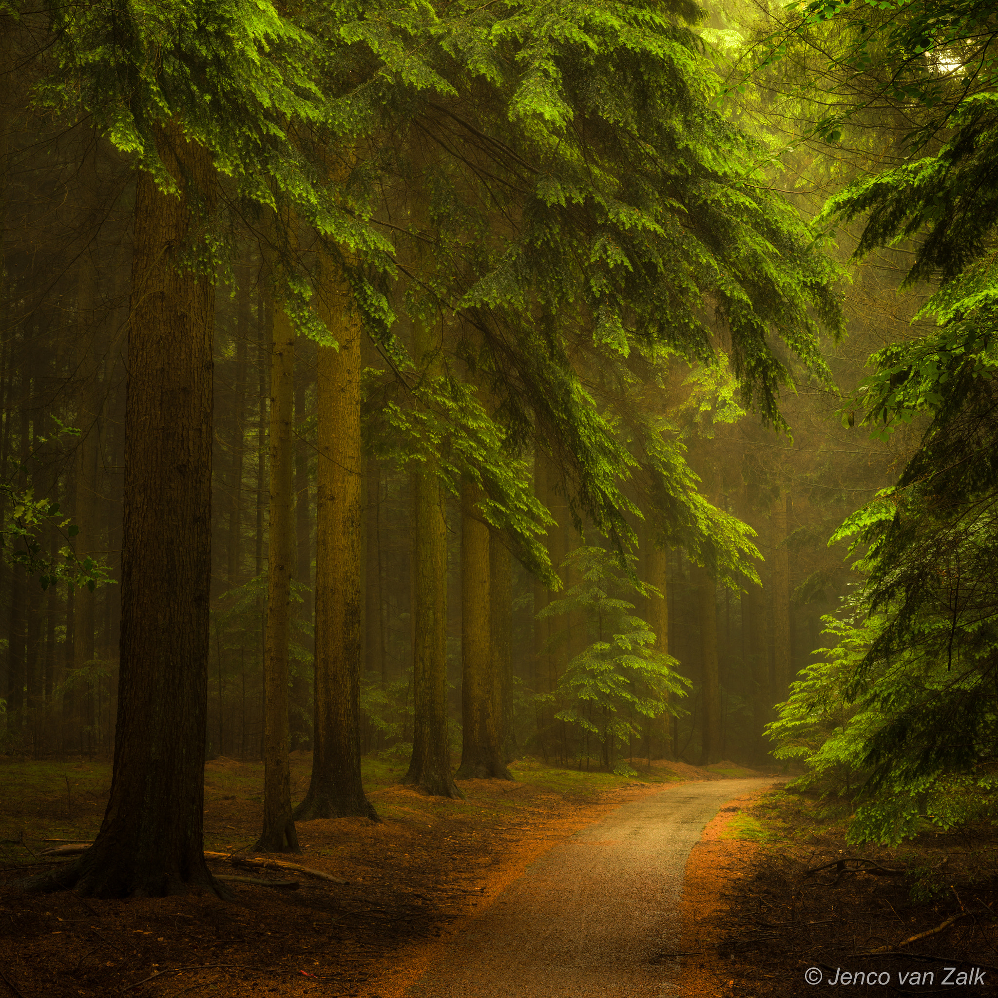 Nikon D800 + AF Nikkor 50mm f/1.8 sample photo. Magical woods photography