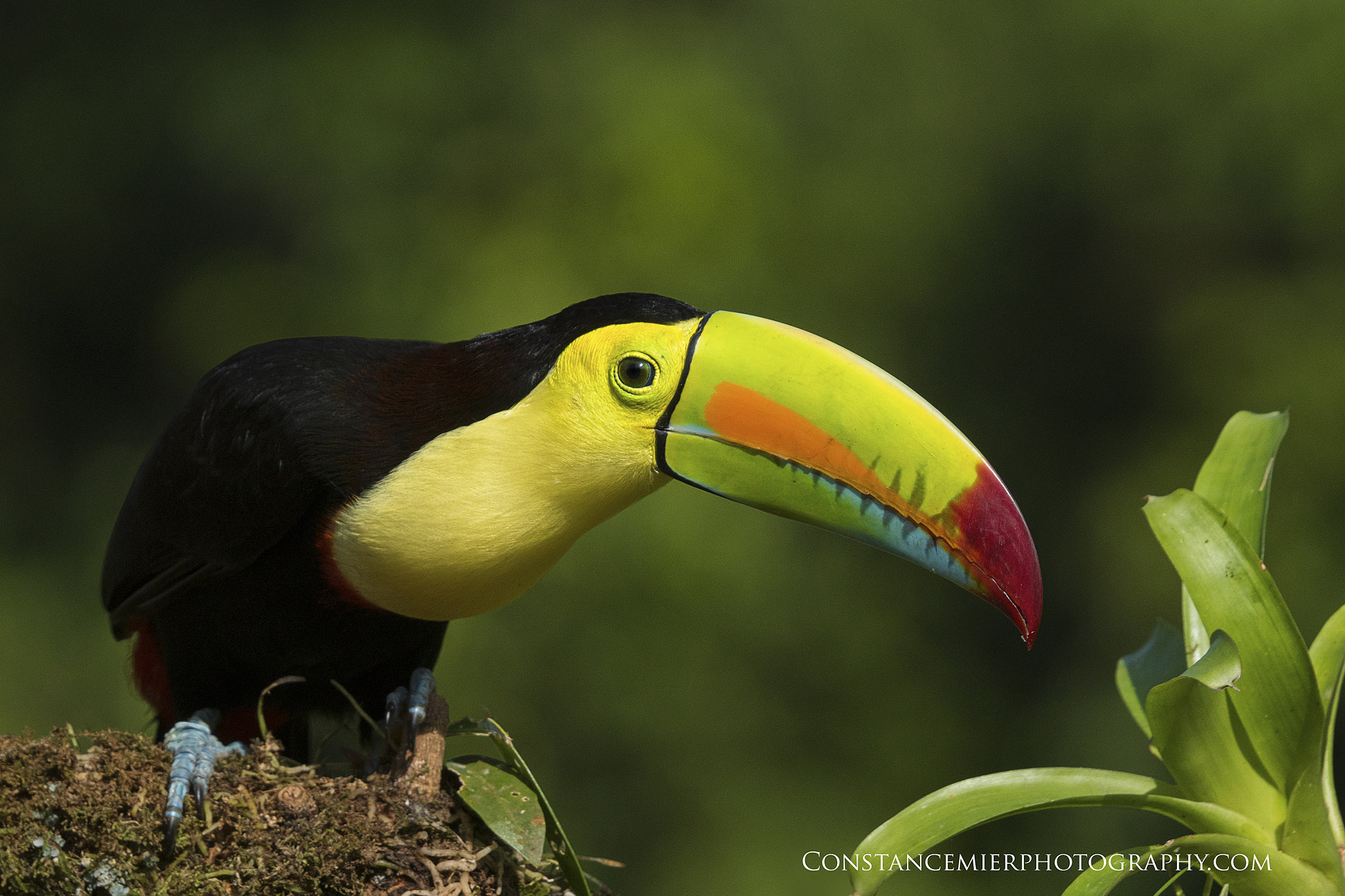 Sony ILCA-77M2 + Sony 70-400mm F4-5.6 G SSM sample photo. Keel billed toucan photography
