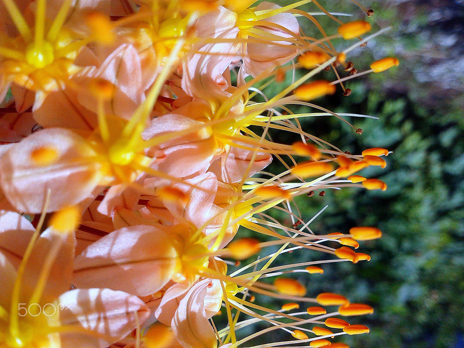 Samsung GT-S5610 sample photo. Эмерус . photography