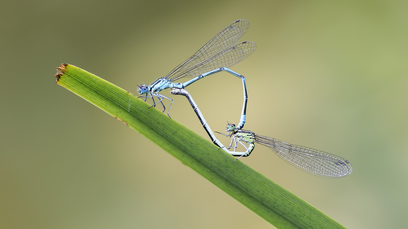 Tamron SP AF 180mm F3.5 Di LD (IF) Macro sample photo. Agrions photography