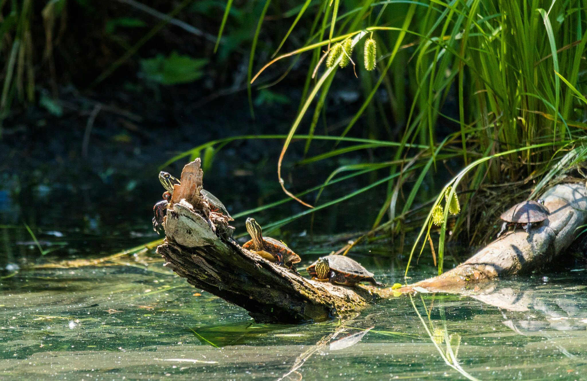 Canon EF-S 55-250mm F4-5.6 IS STM sample photo. Turtles 6/29/16 photography