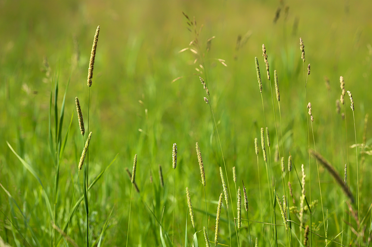 Leica S (TYP 006) sample photo. Herbs photography