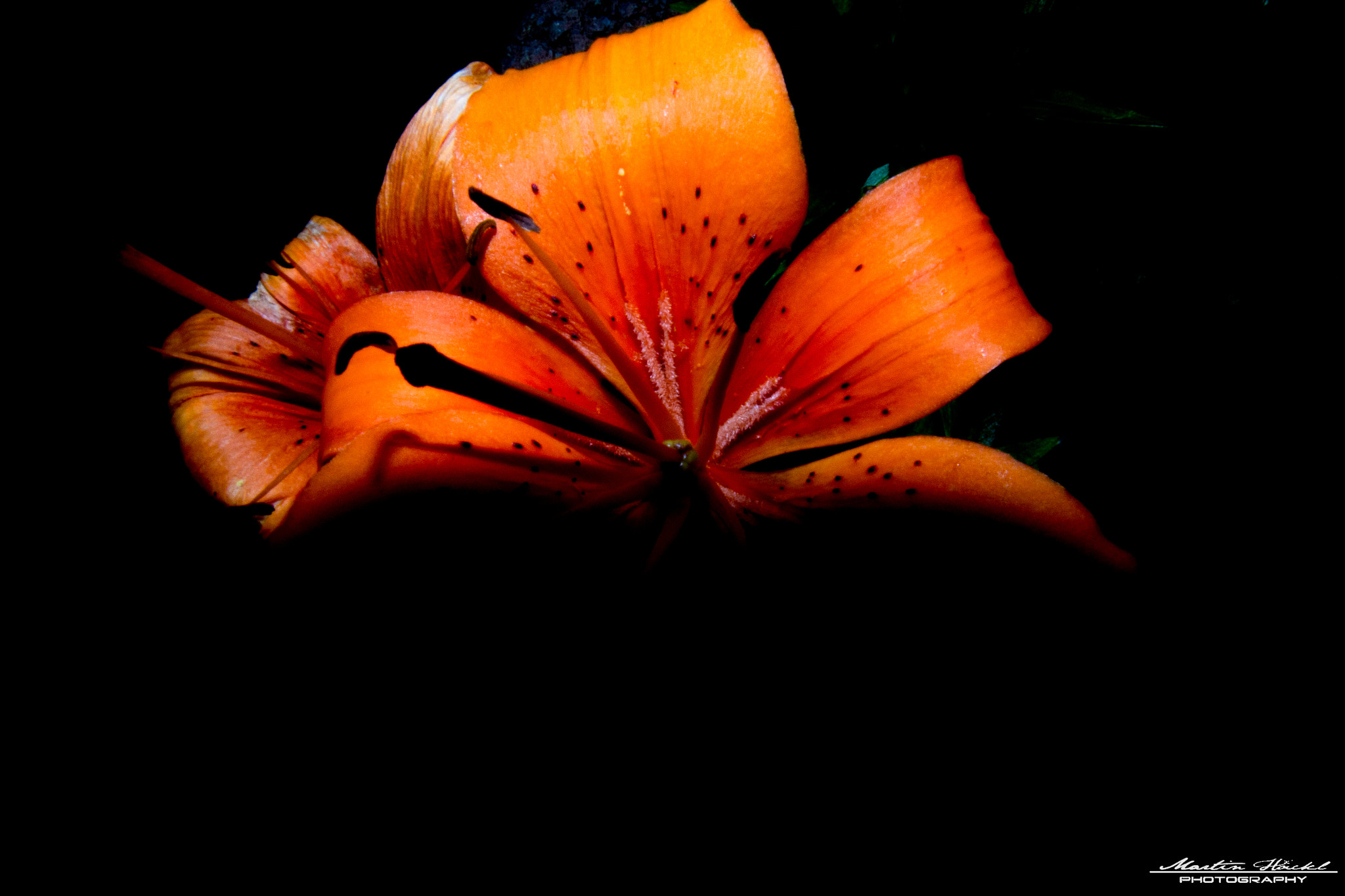 Sigma 17-35mm f/2.8-4 EX DG Aspherical HSM sample photo. Black&orange photography
