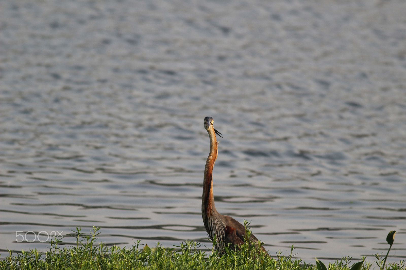 Canon EOS 1200D (EOS Rebel T5 / EOS Kiss X70 / EOS Hi) + Canon EF 400mm F5.6L USM sample photo. Purple heron photography