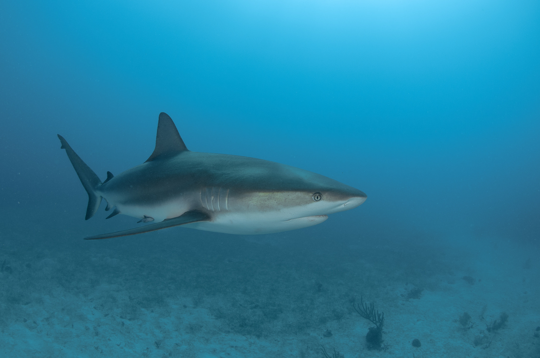 Sigma 10mm F2.8 EX DC HSM Diagonal Fisheye sample photo. Gracious animal photography