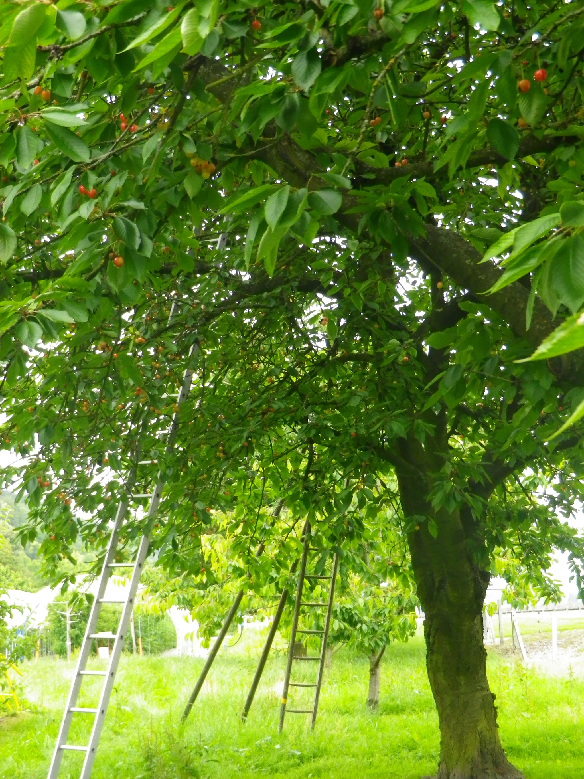 Pentax Optio RZ18 sample photo. Cerisiers...hum!!!! photography
