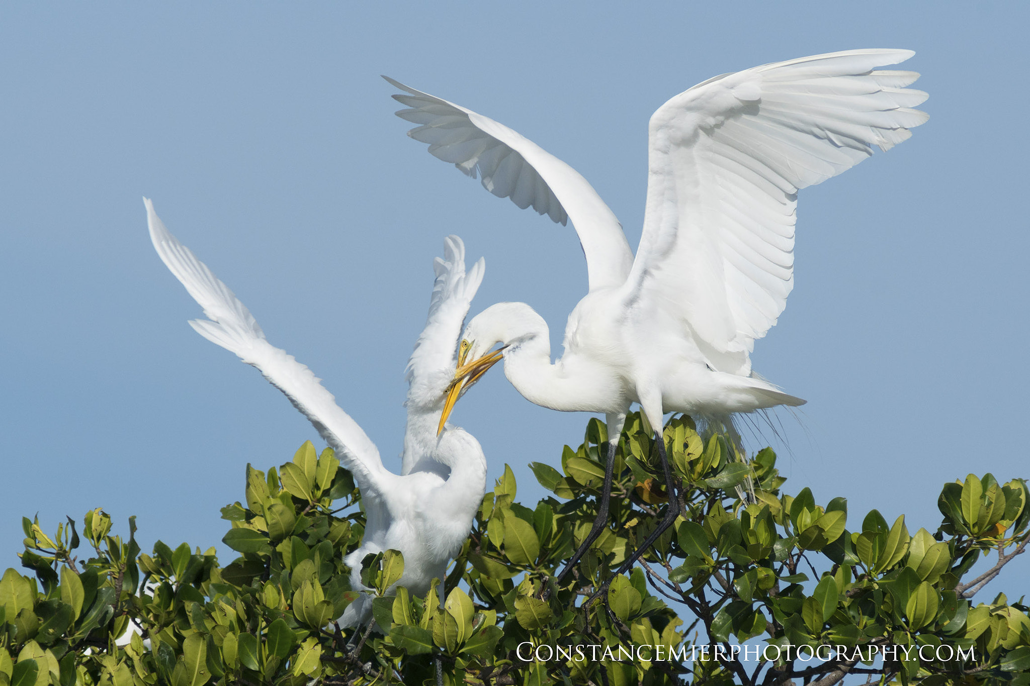 Sony ILCA-77M2 + Minolta AF 300mm F2.8 HS-APO G sample photo. Great white egret feeding chick photography